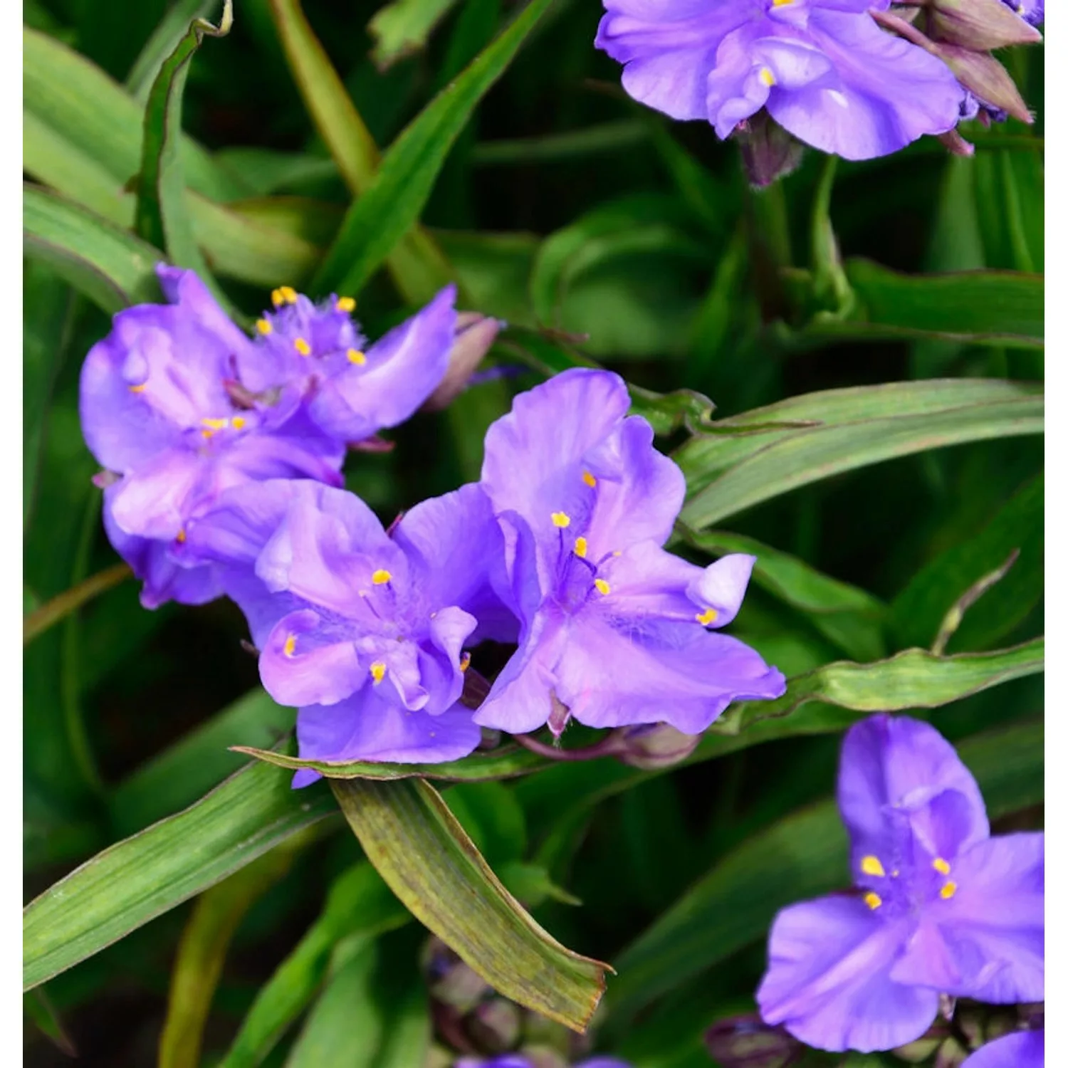 Dreimasterblumen Concorde Grape - Tradescantia andersoniana günstig online kaufen