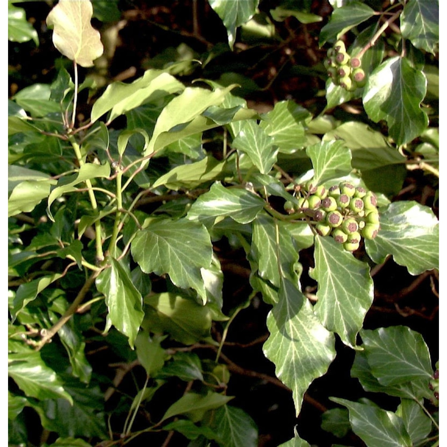 Strauch Efeu 40-50cm - Hedera helix Arborescens günstig online kaufen