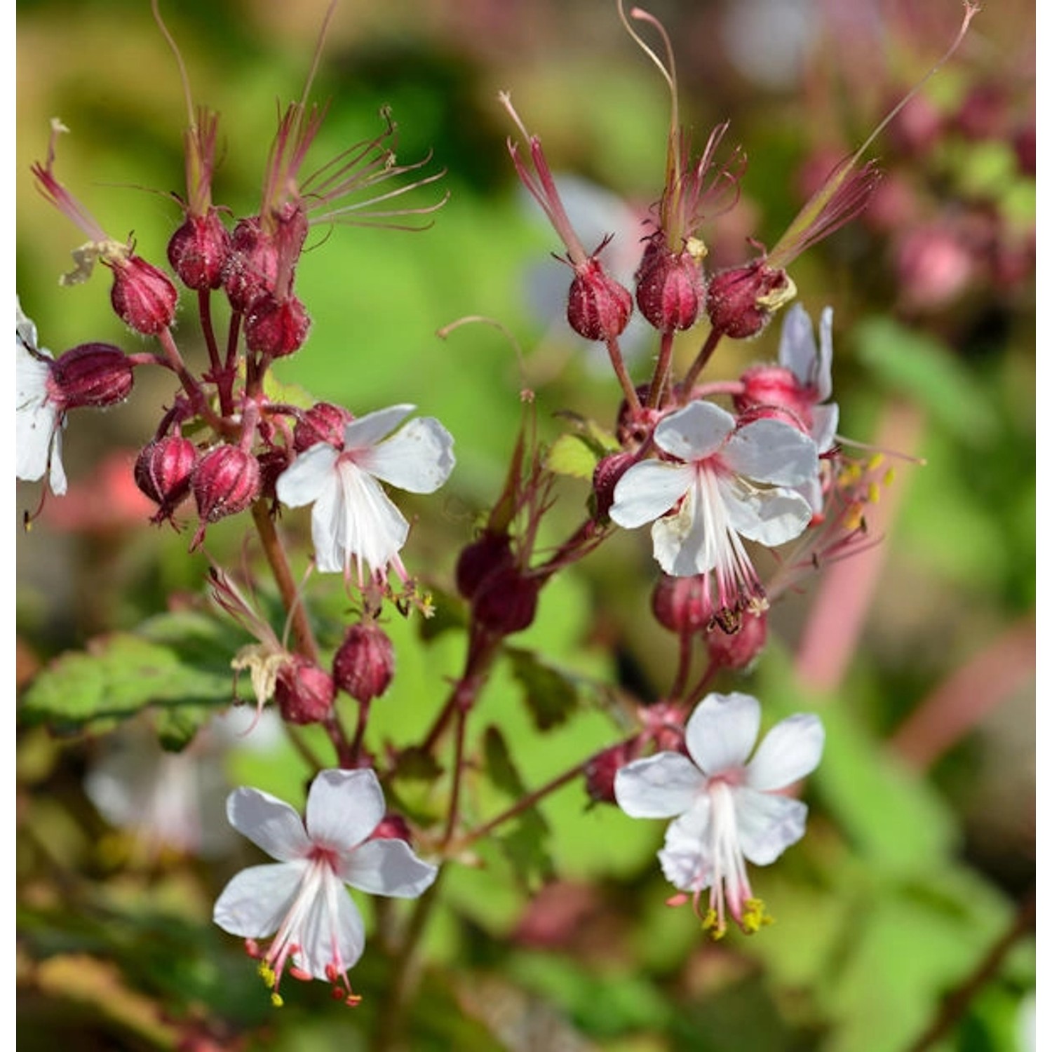 Balkanstorchschnabel Spessart - Geranium macrorrhizum günstig online kaufen