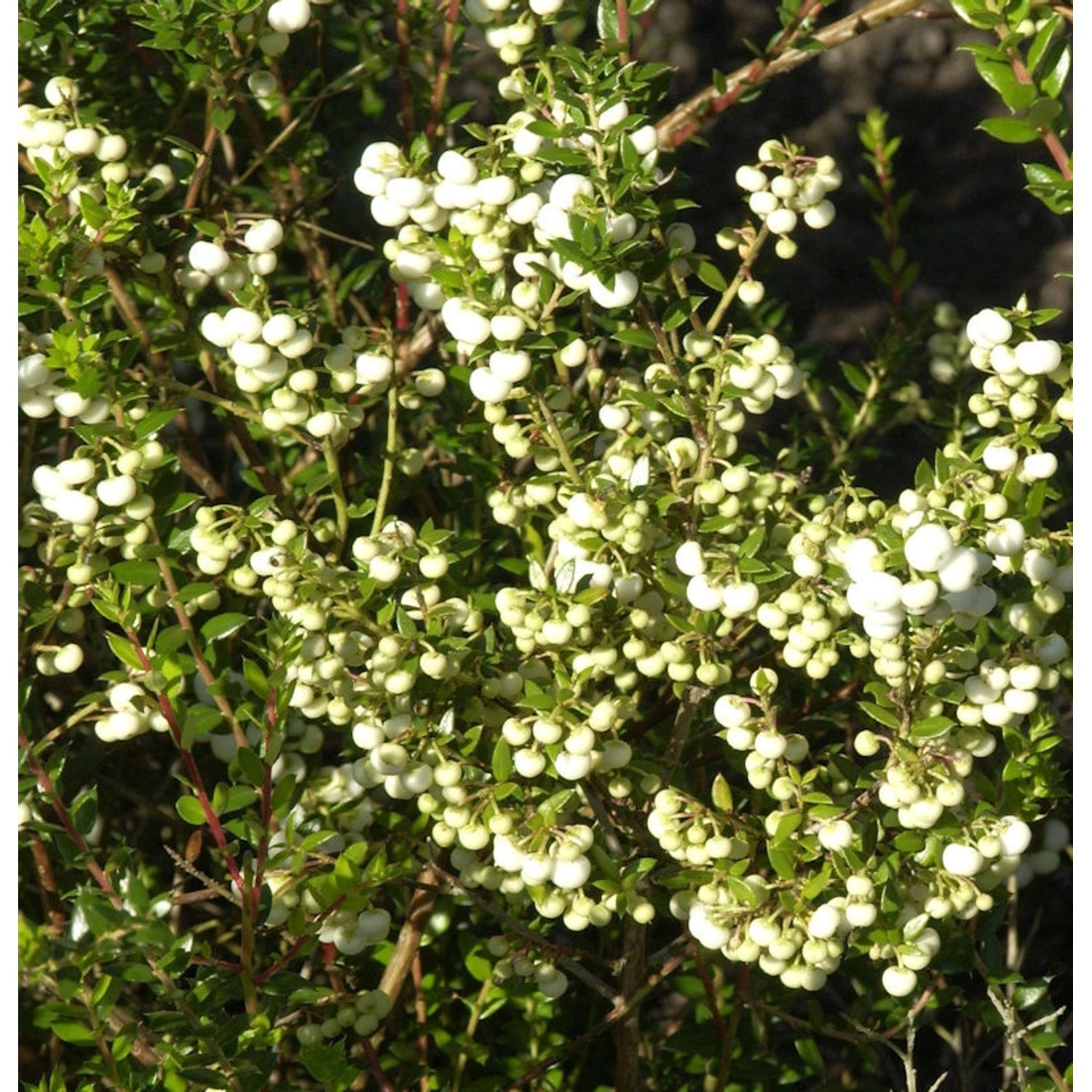 Torfmyrthe weiße Beeren - Pernettya mucronata günstig online kaufen