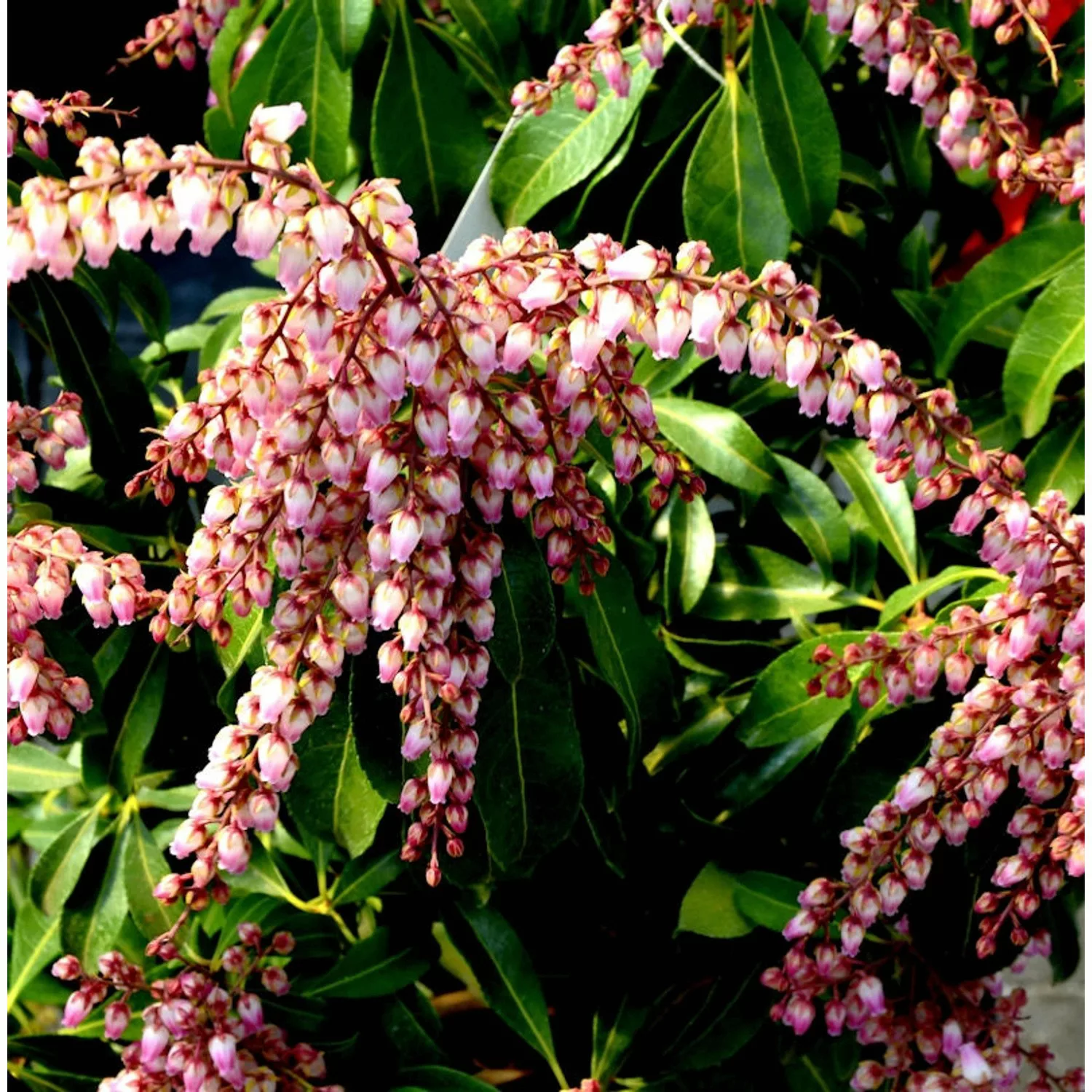 Schattenglöckchen Lavendelheide Valley Rose 30-40cm - Pieris japonica günstig online kaufen
