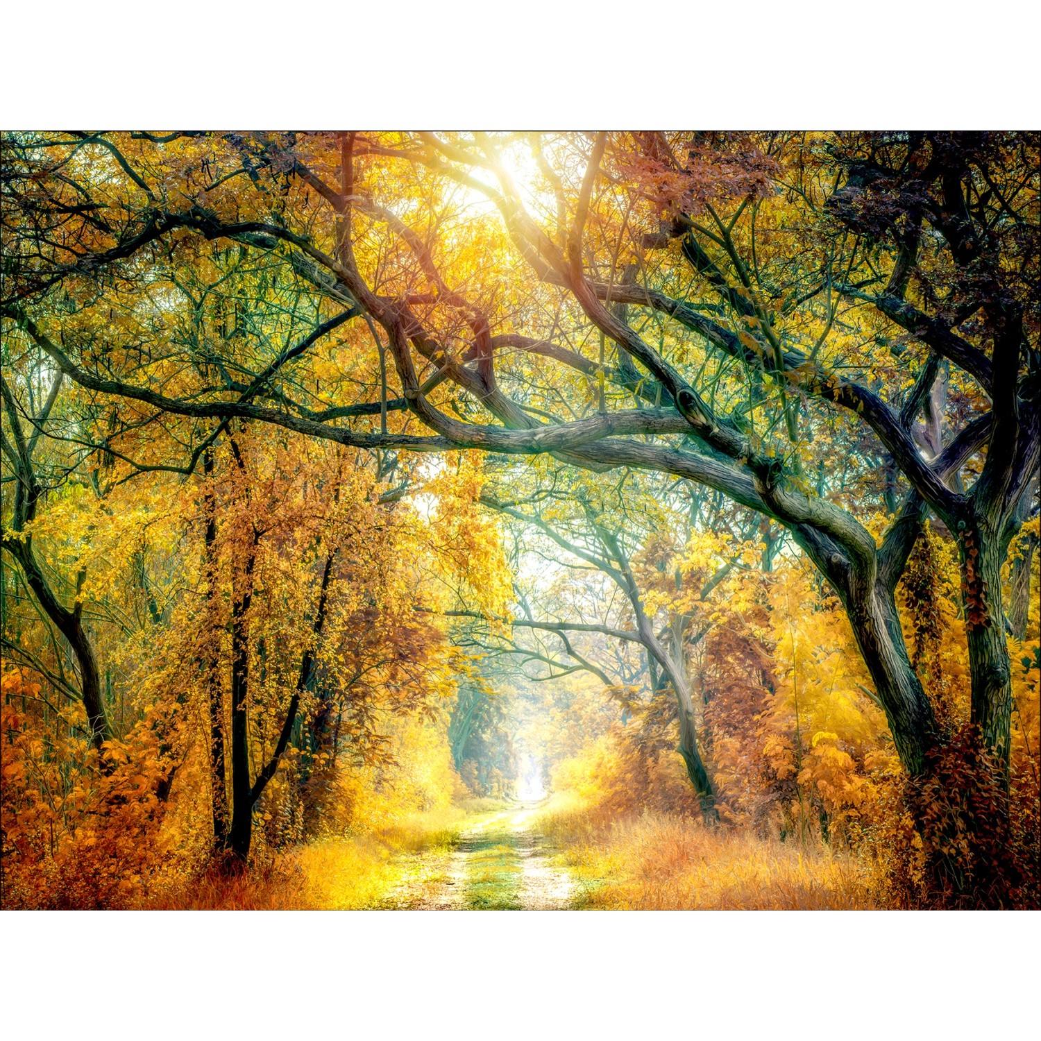 Pro Art Bild Canvas-Art Sunset In The Forest II 120 cm x 90 cm günstig online kaufen