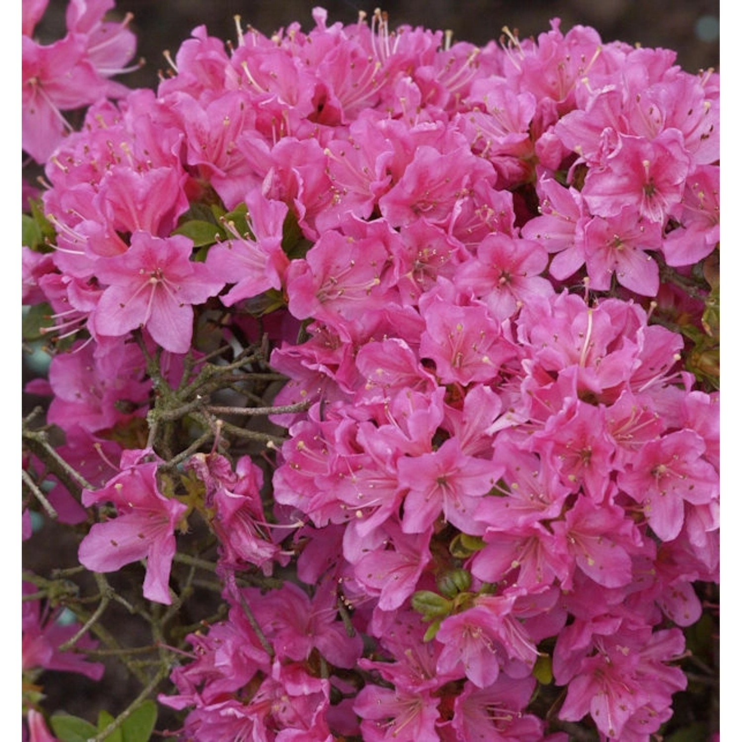 Japanische Azalee Diamant Rosa 25-30cm - Rhododendron obtusum - Zwerg Alpen günstig online kaufen