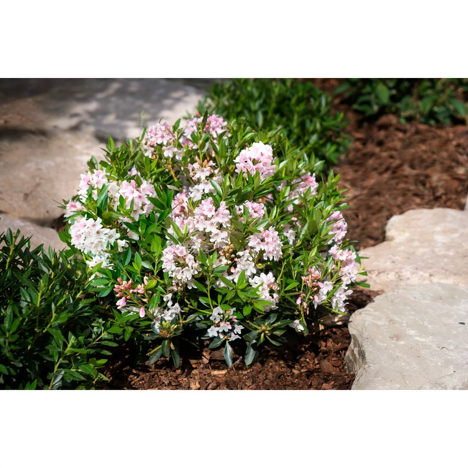 Rhododendron Bloombux® Rosa Höhe ca. 5 - 10 cm Topf ca. 2 l Rhododendron günstig online kaufen