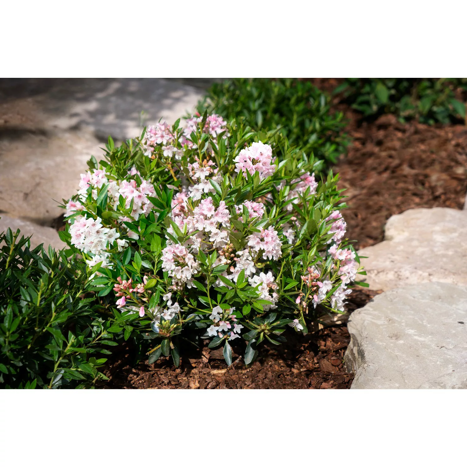 GROW by OBI Rhododendron Bloombux Rosa Höhe ca. 5 - 10 cm Topf 2 l Rhododen günstig online kaufen