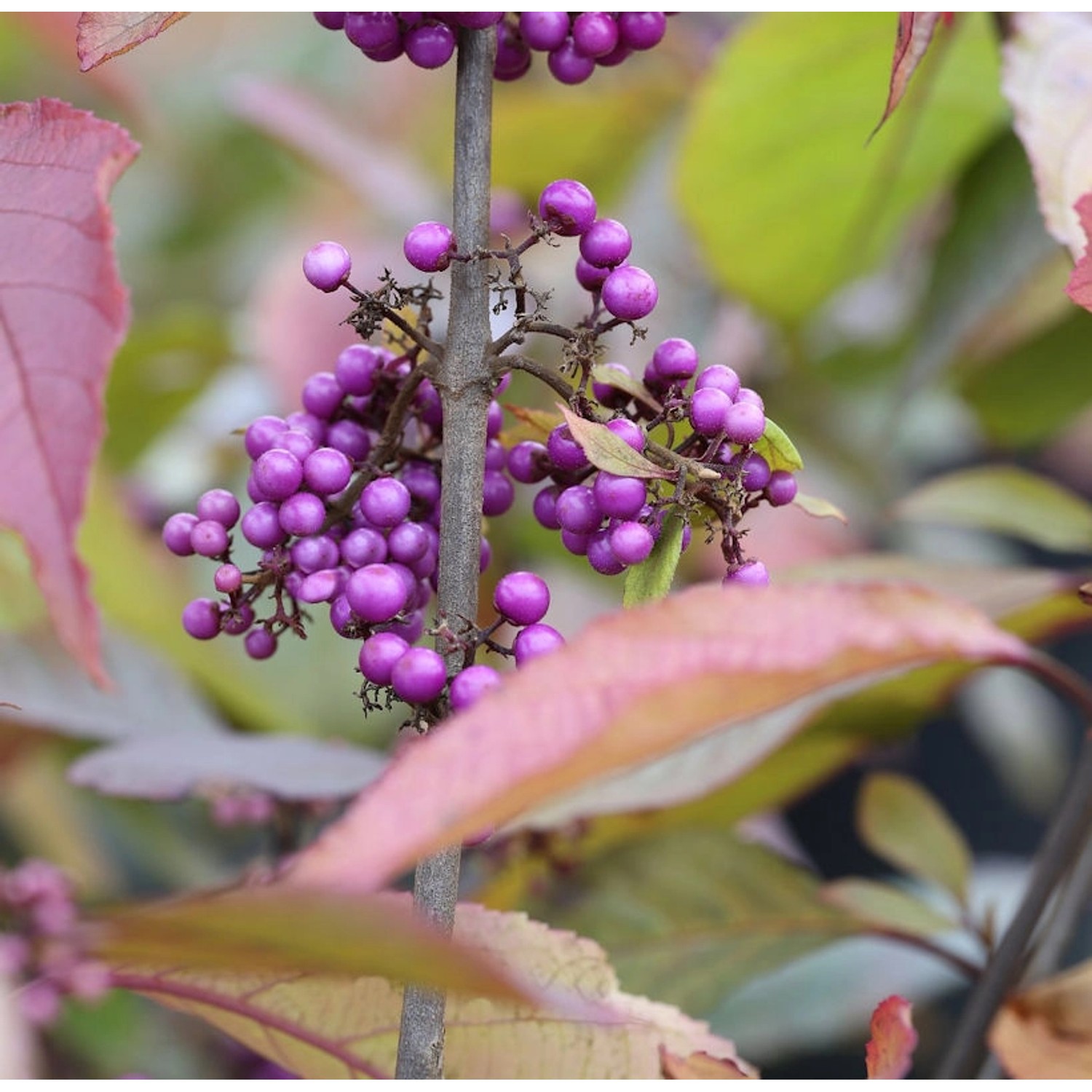 Liebesperlenstrauch Schönfrucht Profusion 60-80cm - Callicarpa bodinieri günstig online kaufen