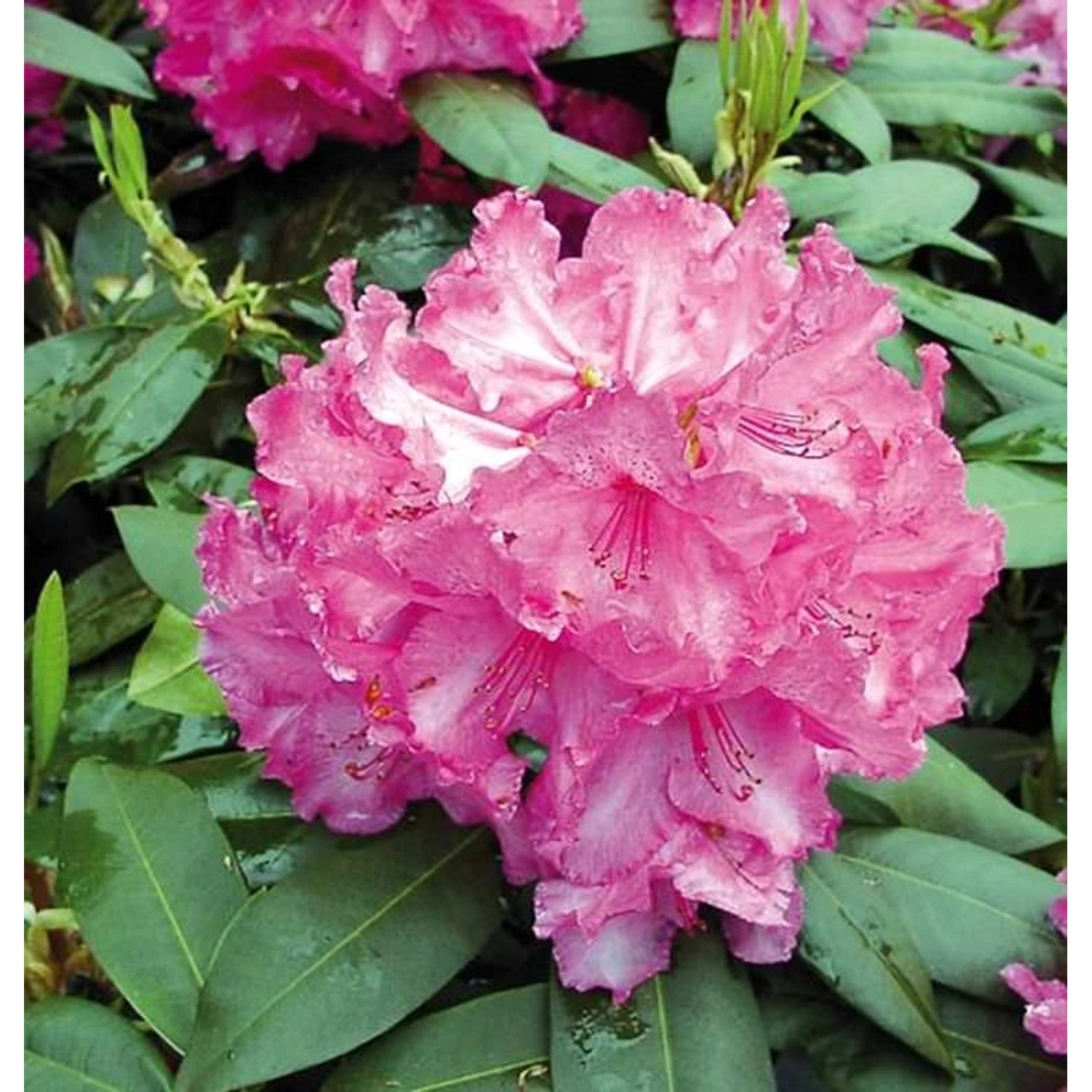 INKARHO - Großblumige Rhododendron Walküre 40-50cm - Alpenrose günstig online kaufen