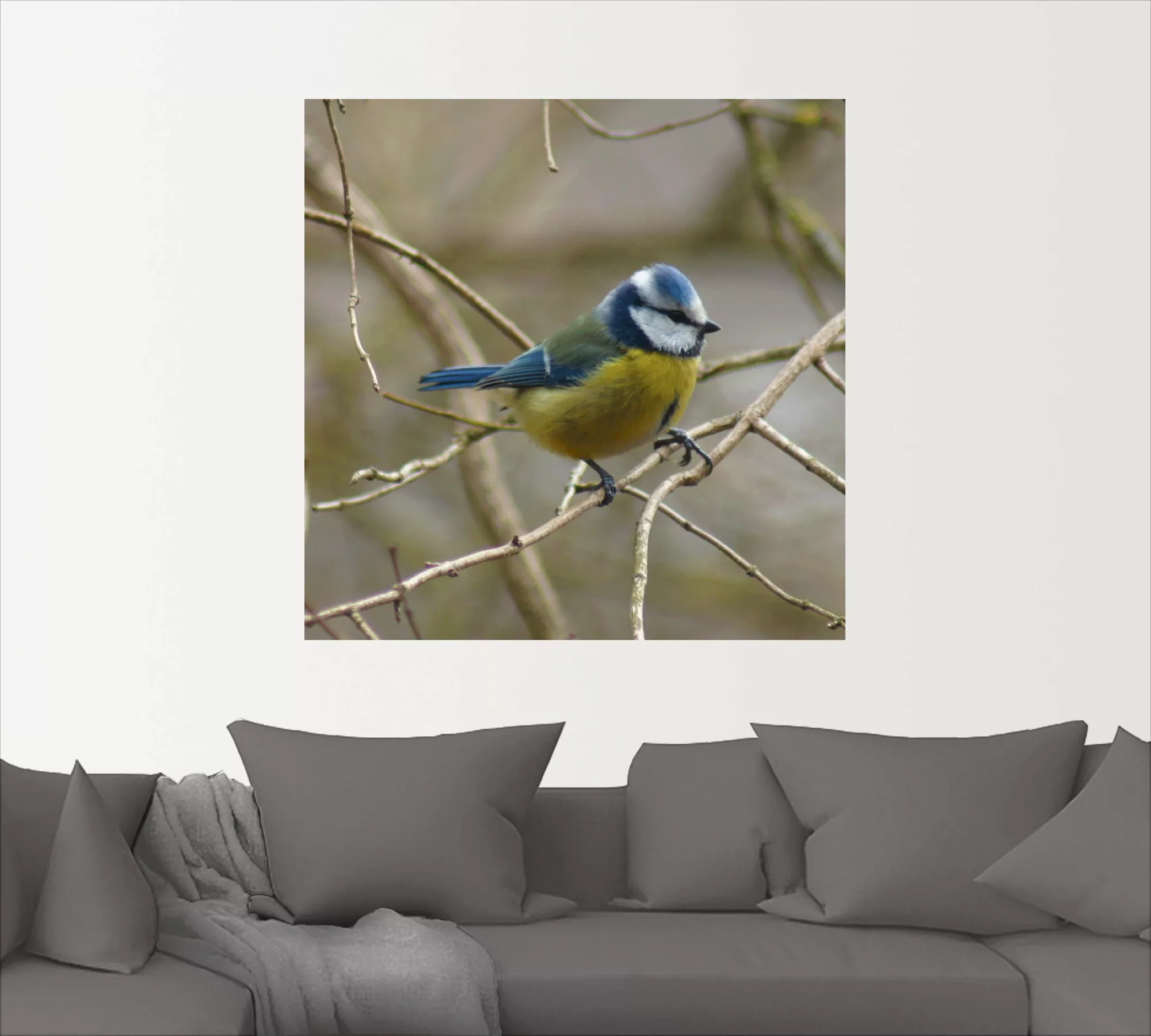 Artland Wandbild »Blaumeise«, Vögel, (1 St.), als Leinwandbild, Wandaufkleb günstig online kaufen