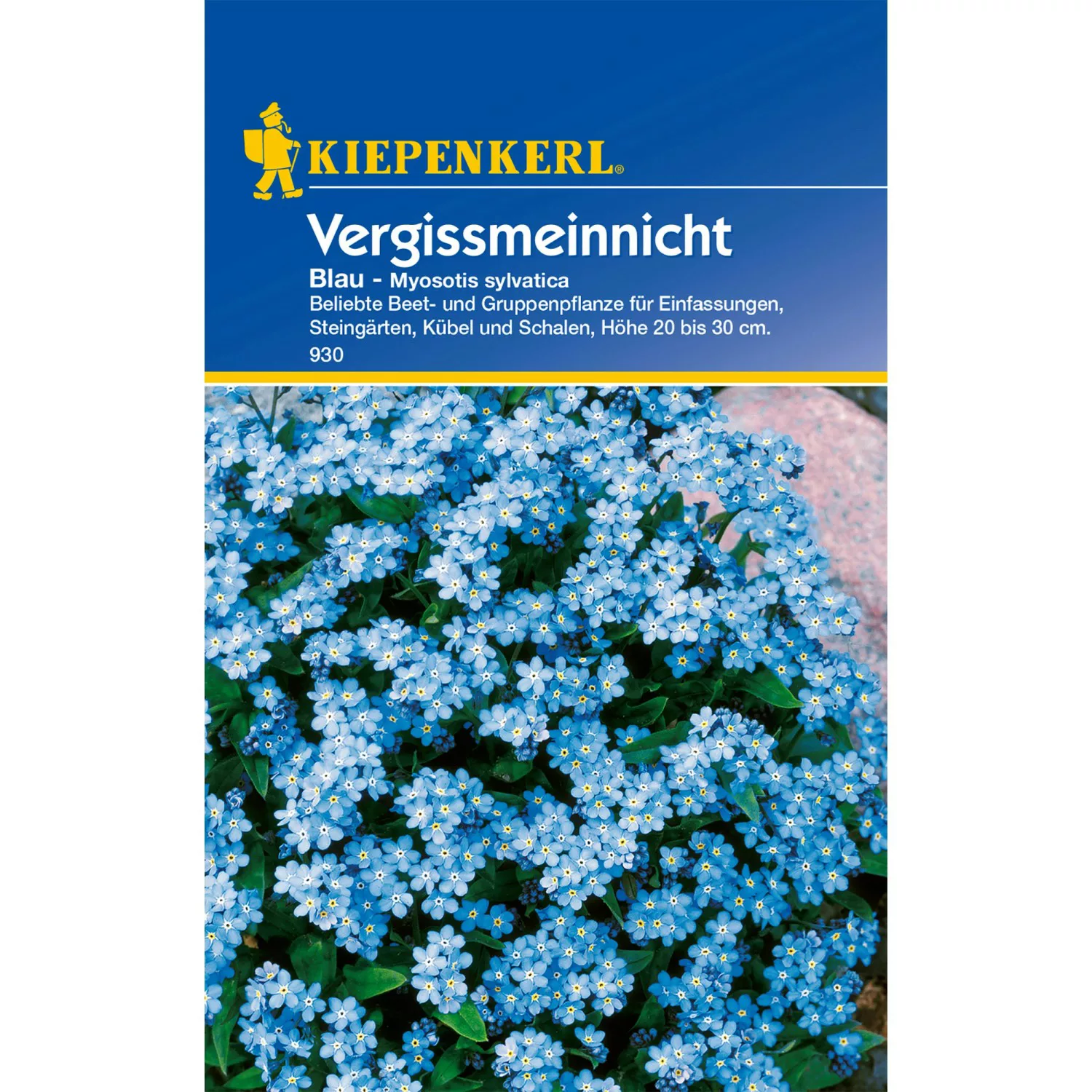 Kiepenkerl Vergissmeinnicht-Blau Wald-Vergissmeinnicht Myosotis sylvatica günstig online kaufen