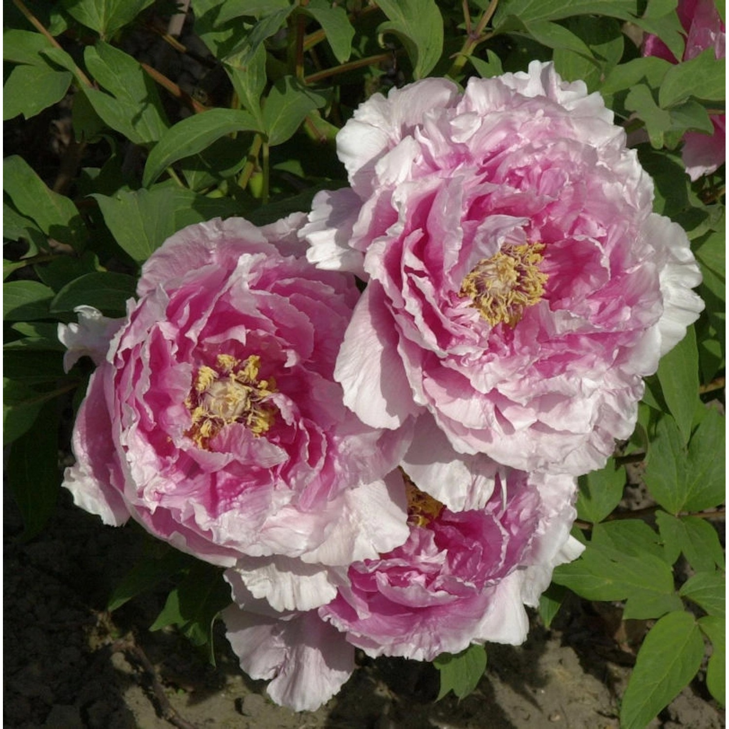 Strauchpfingstrose Hana Kisoi - Paeonia suffruticosa günstig online kaufen