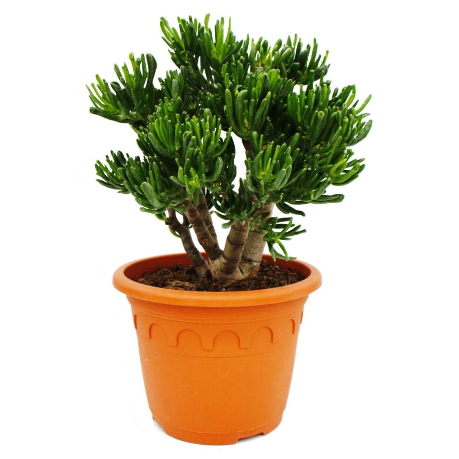 Exotenherz Dickblatt Crassula Horntree Solitärpflanze mit Dickem Stamm 26cm günstig online kaufen