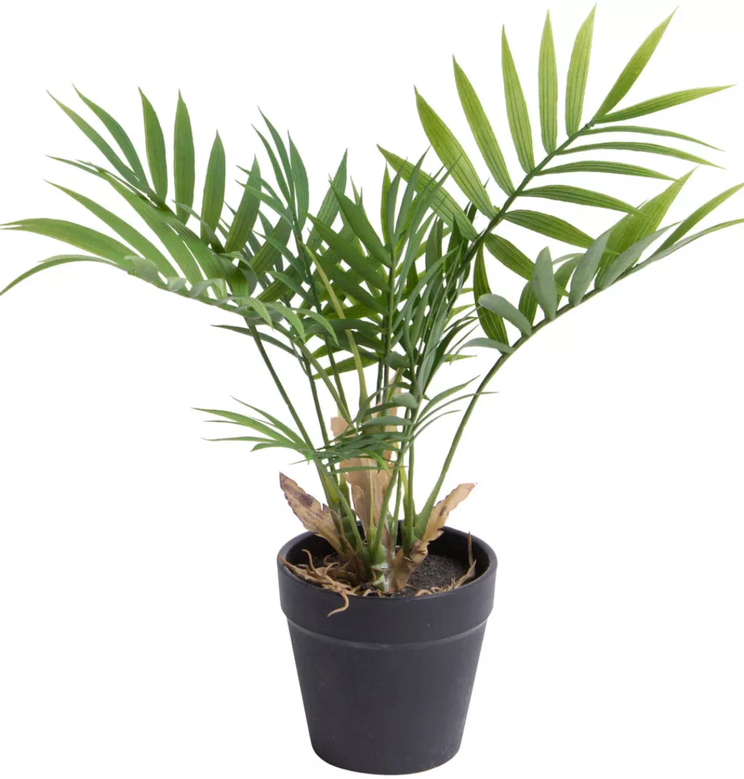 Botanic-Haus Künstliche Zimmerpflanze "Chamaedorea Palme" günstig online kaufen