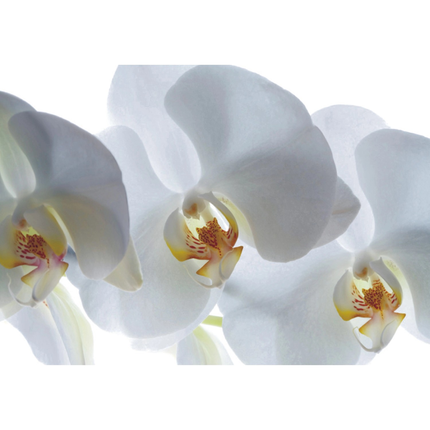 Sanders & Sanders Fototapete Blumen Weiß 180 x 127 cm 600343 günstig online kaufen
