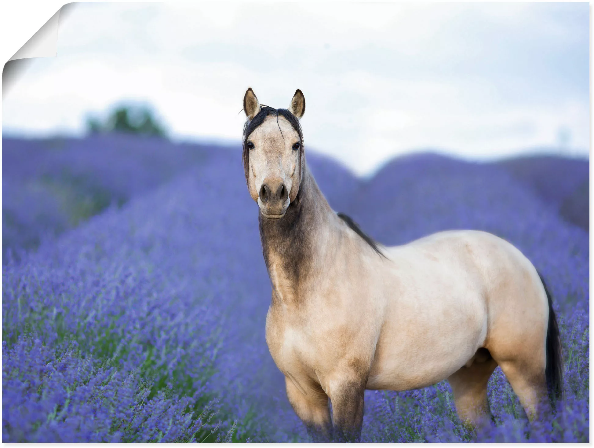 Artland Wandbild "Pferd und Blumen III", Haustiere, (1 St.) günstig online kaufen