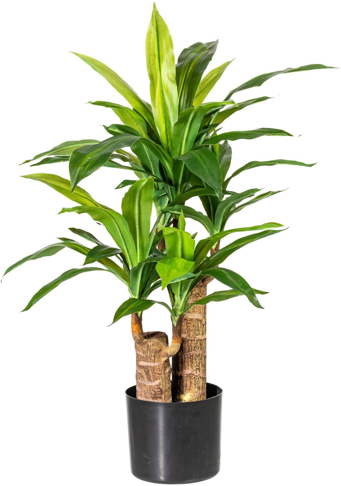 Künstliche Zimmerpflanze Corentin Dracena, Home affaire, günstig online kaufen