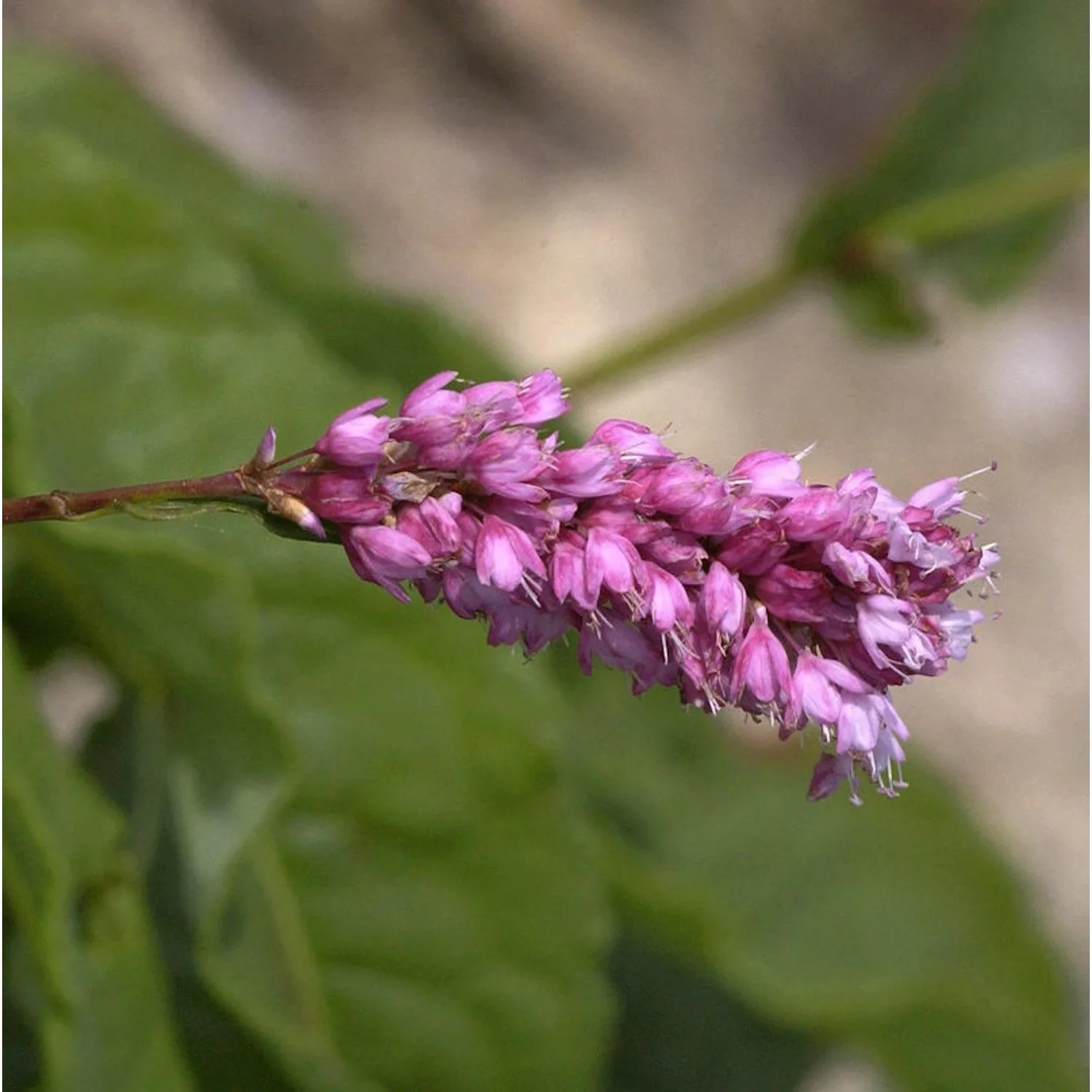 Kerzenknöterich Rosea - Persicaria amplexicaulis günstig online kaufen