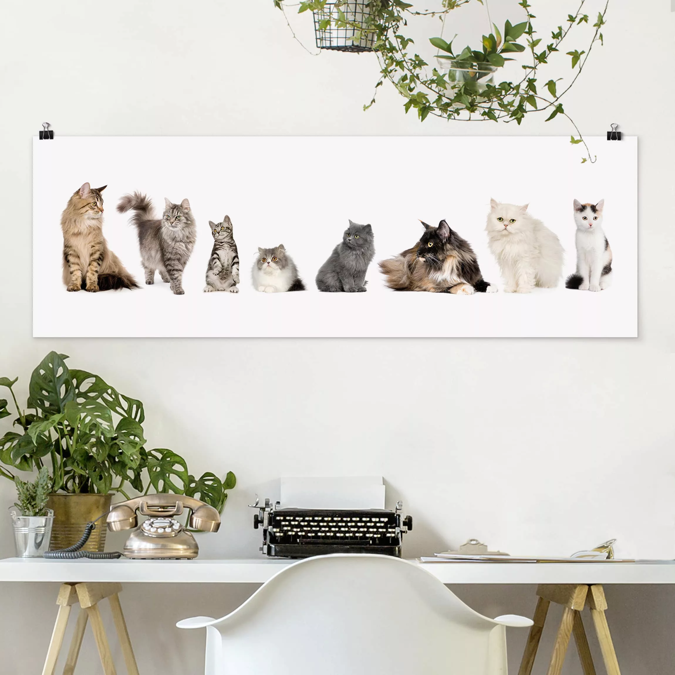 Panorama Poster Tiere Katzenbande günstig online kaufen