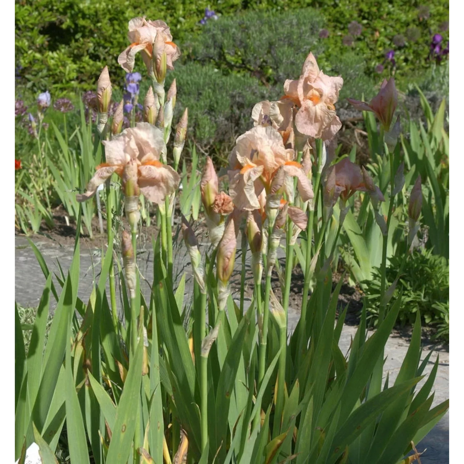 Schwertlilie Blushing Pink - Iris barbata günstig online kaufen