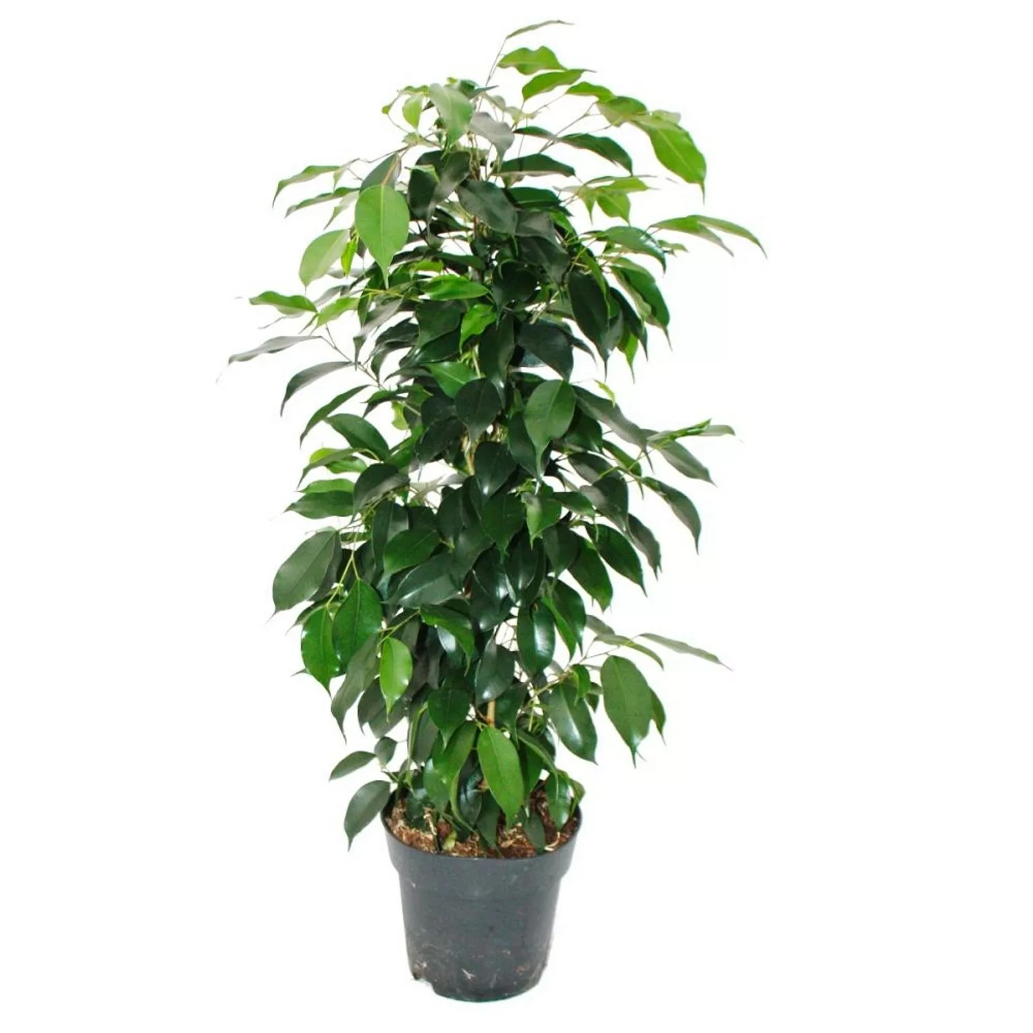 Exotenherz Ficus Benjamini Danielle im 17cm Topf günstig online kaufen