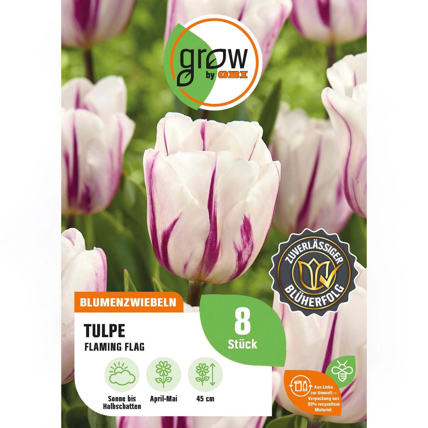 GROW by OBI Tulpe Flaming Flag Weiß/Pur 8 St.Tulipa triumph Flaming Flag Mi günstig online kaufen