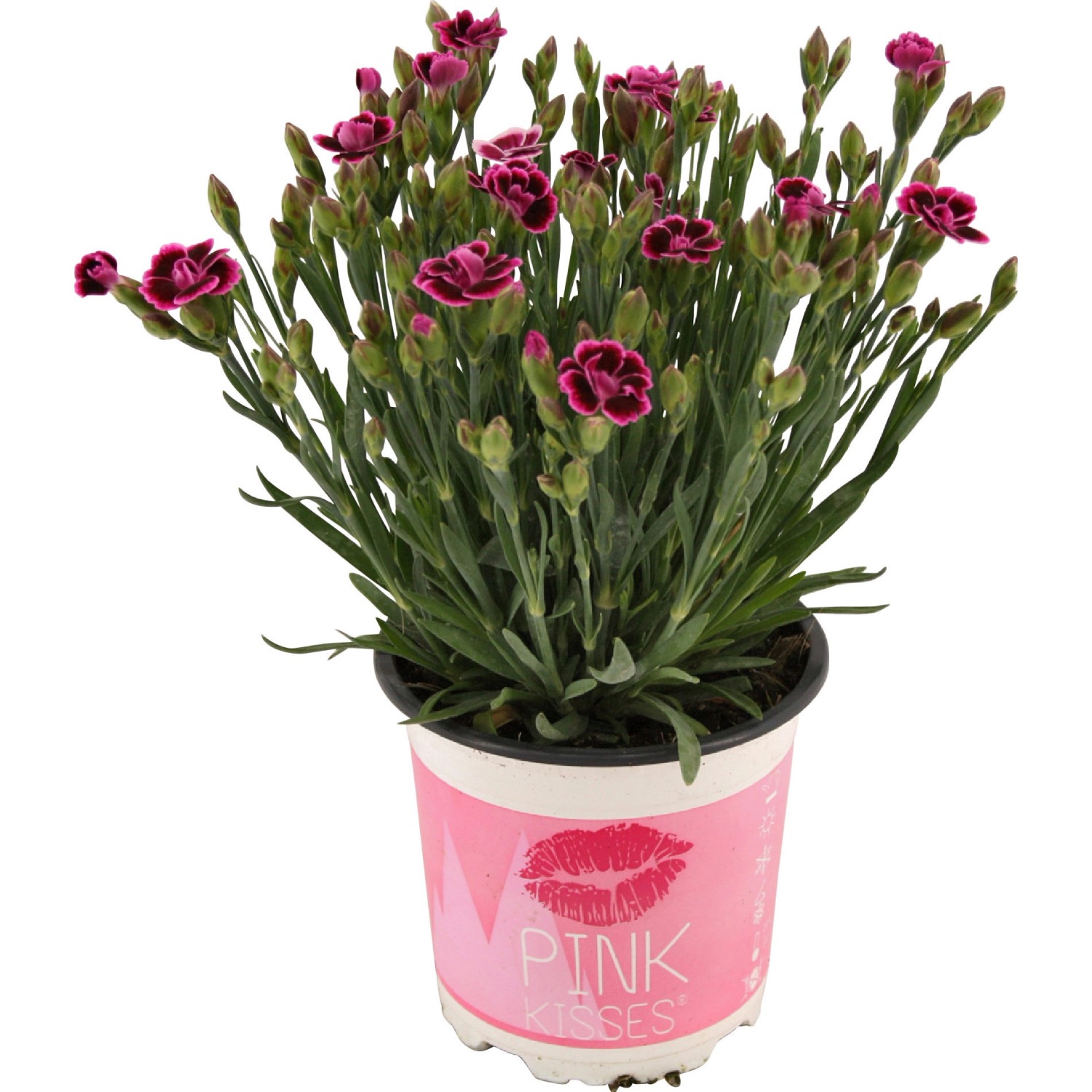 Stauden-Nelke Pink Kisses® Rosa-Violett Topf-Ø ca. 10,5 cm Dianthus günstig online kaufen