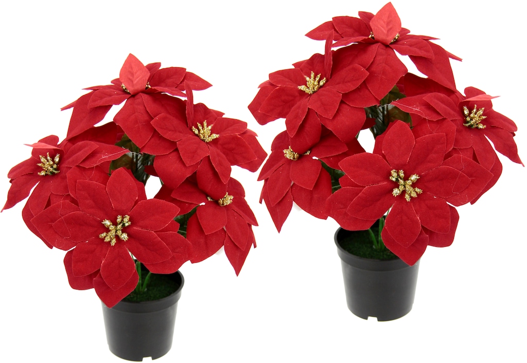 I.GE.A. Kunstpflanze "Poinsettie" günstig online kaufen