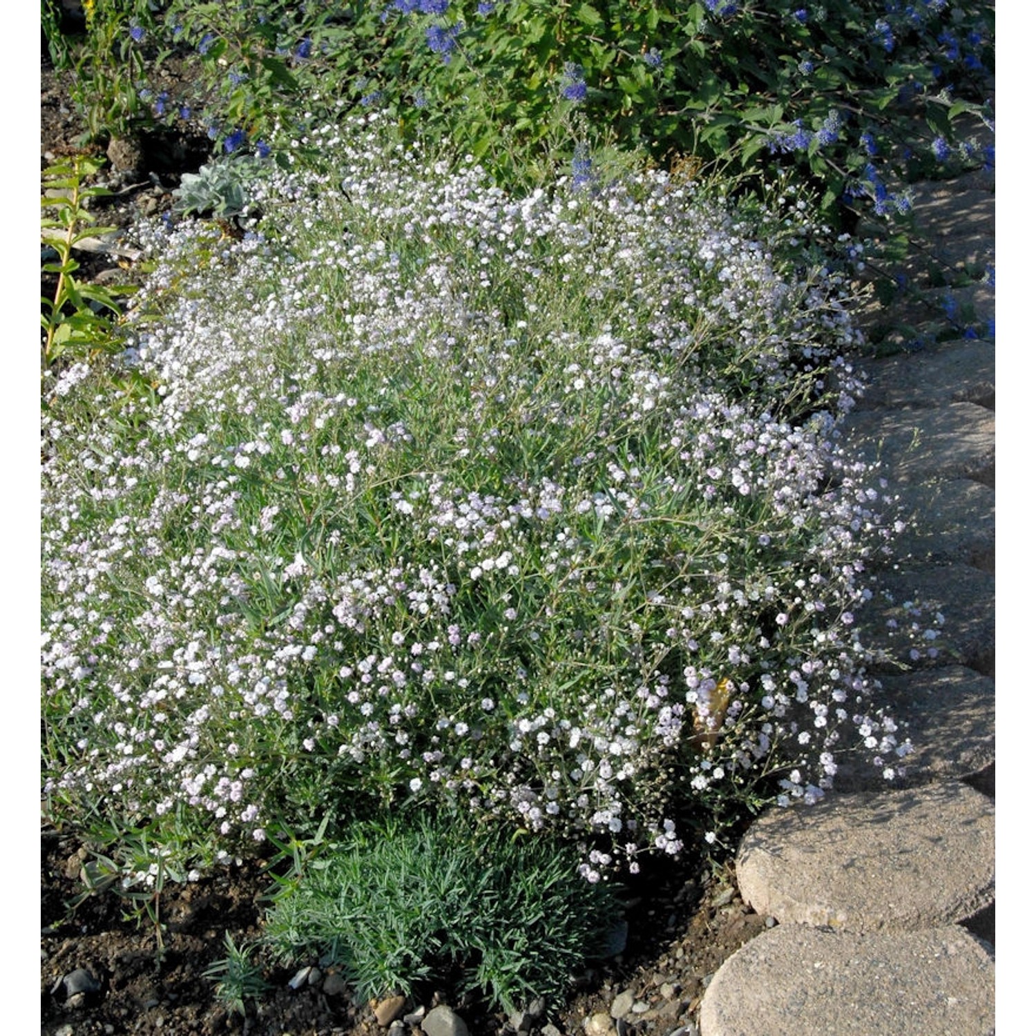 Teppich Schleierkraut Compacta Plena - Gypsophila repens günstig online kaufen