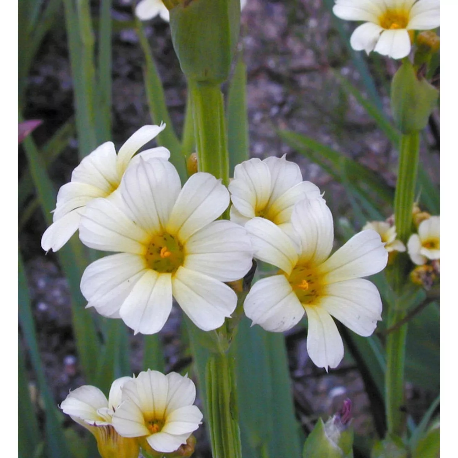 Binsenlilie Album - Sisyrinchium angustifolium günstig online kaufen