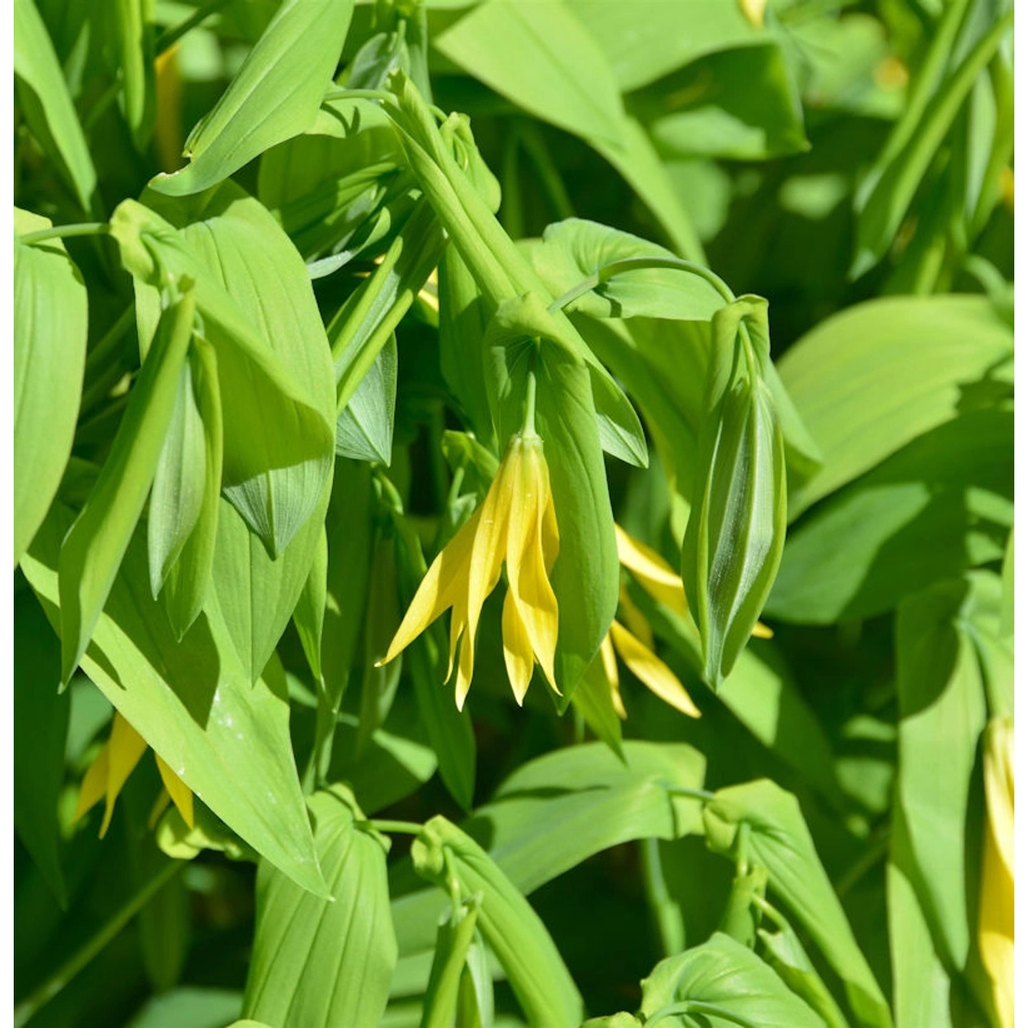 Schwefel Trauerglocke - Uvularia perfoliata günstig online kaufen