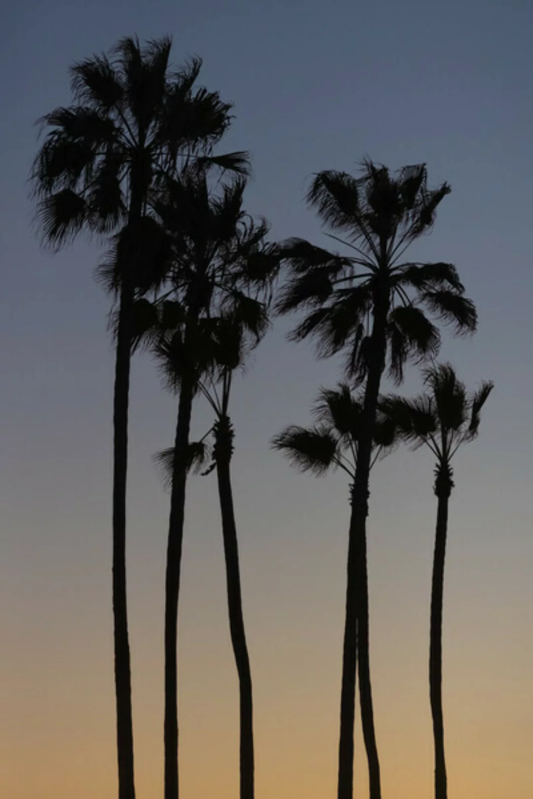 Poster / Leinwandbild - Beach Palms günstig online kaufen