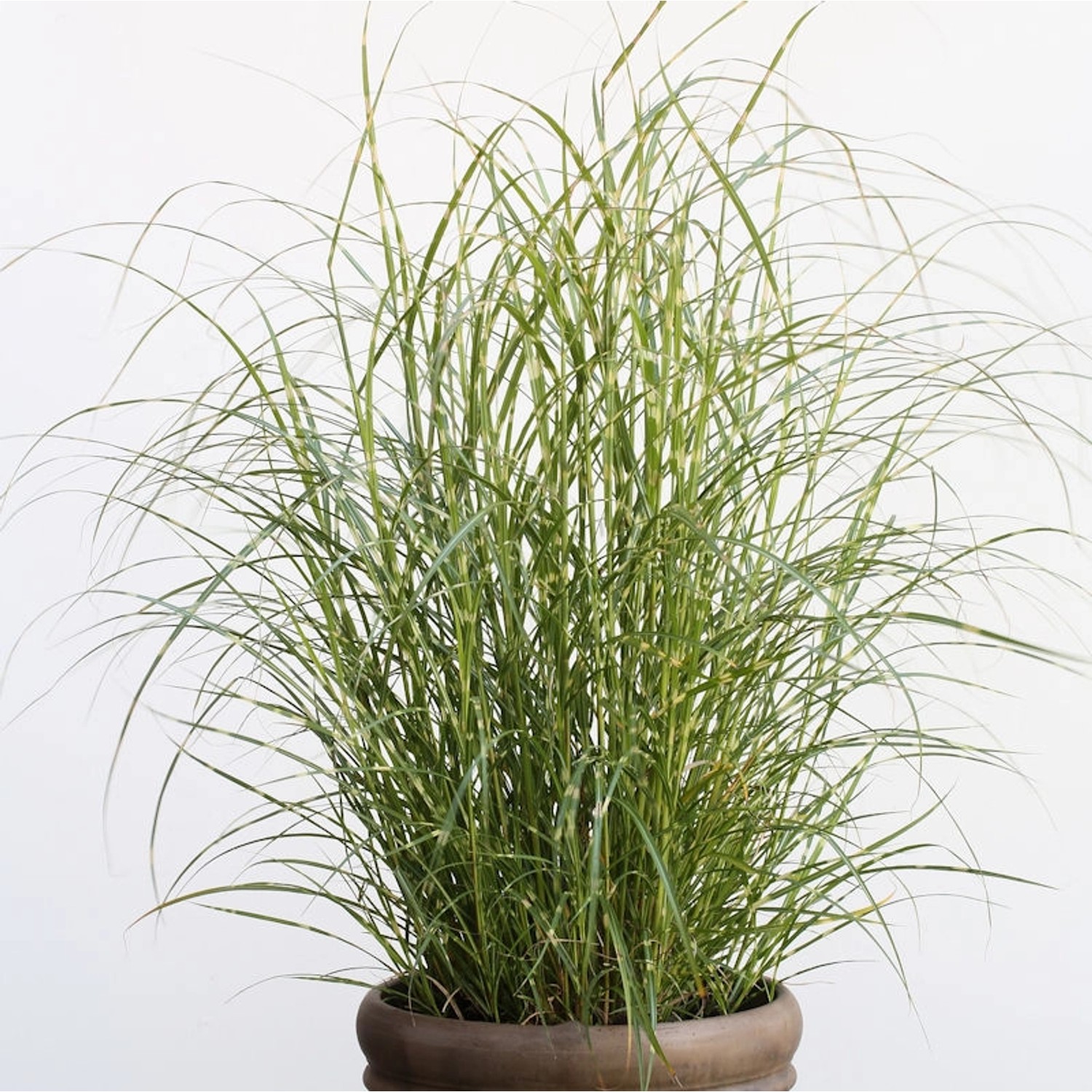 Chinaschilf Little Zebra  - XXXL Topf - Miscanthus sinensis günstig online kaufen