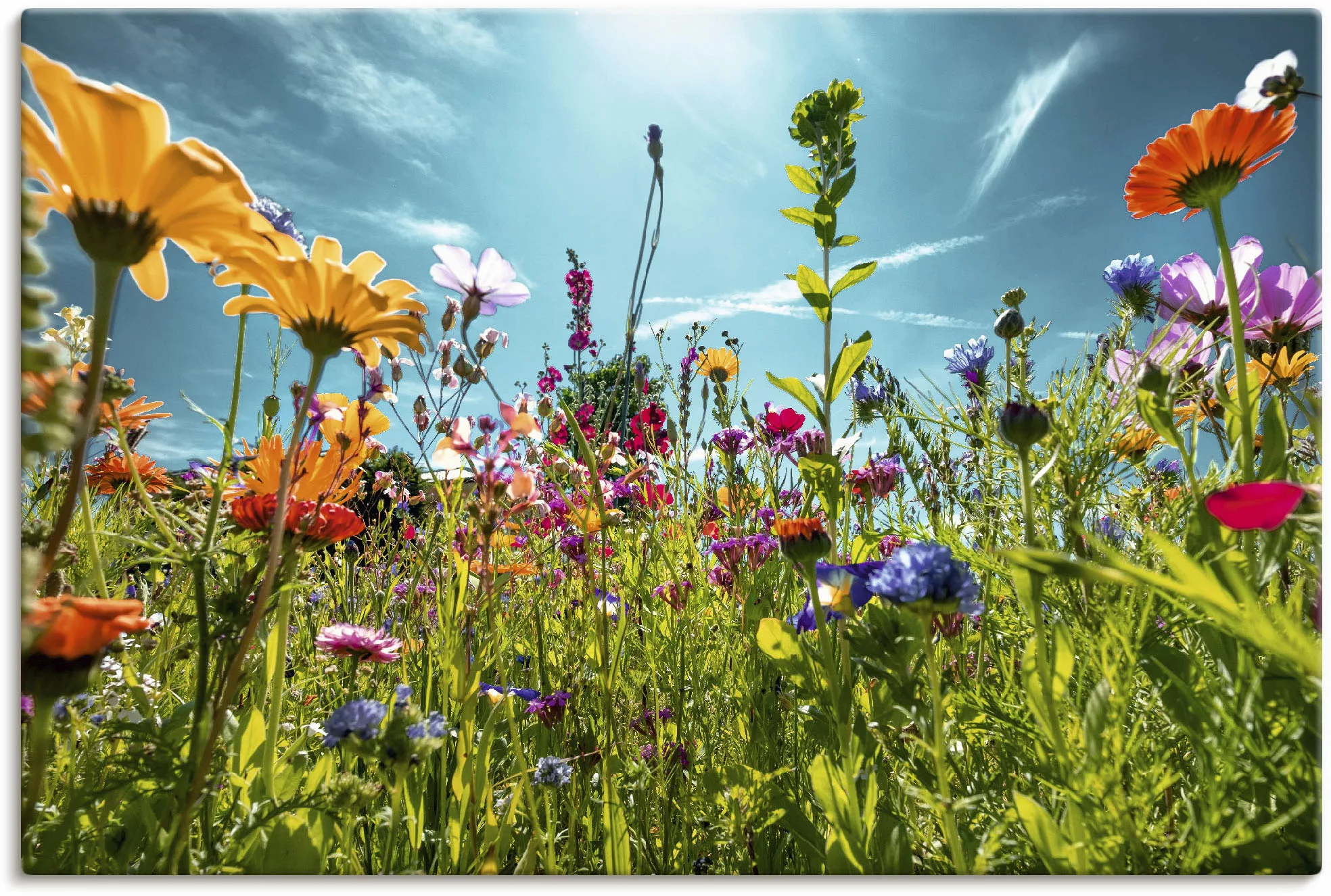 Artland Wandbild »Buntes Blumenfeld«, Blumenwiese, (1 St.), als Alubild, Ou günstig online kaufen