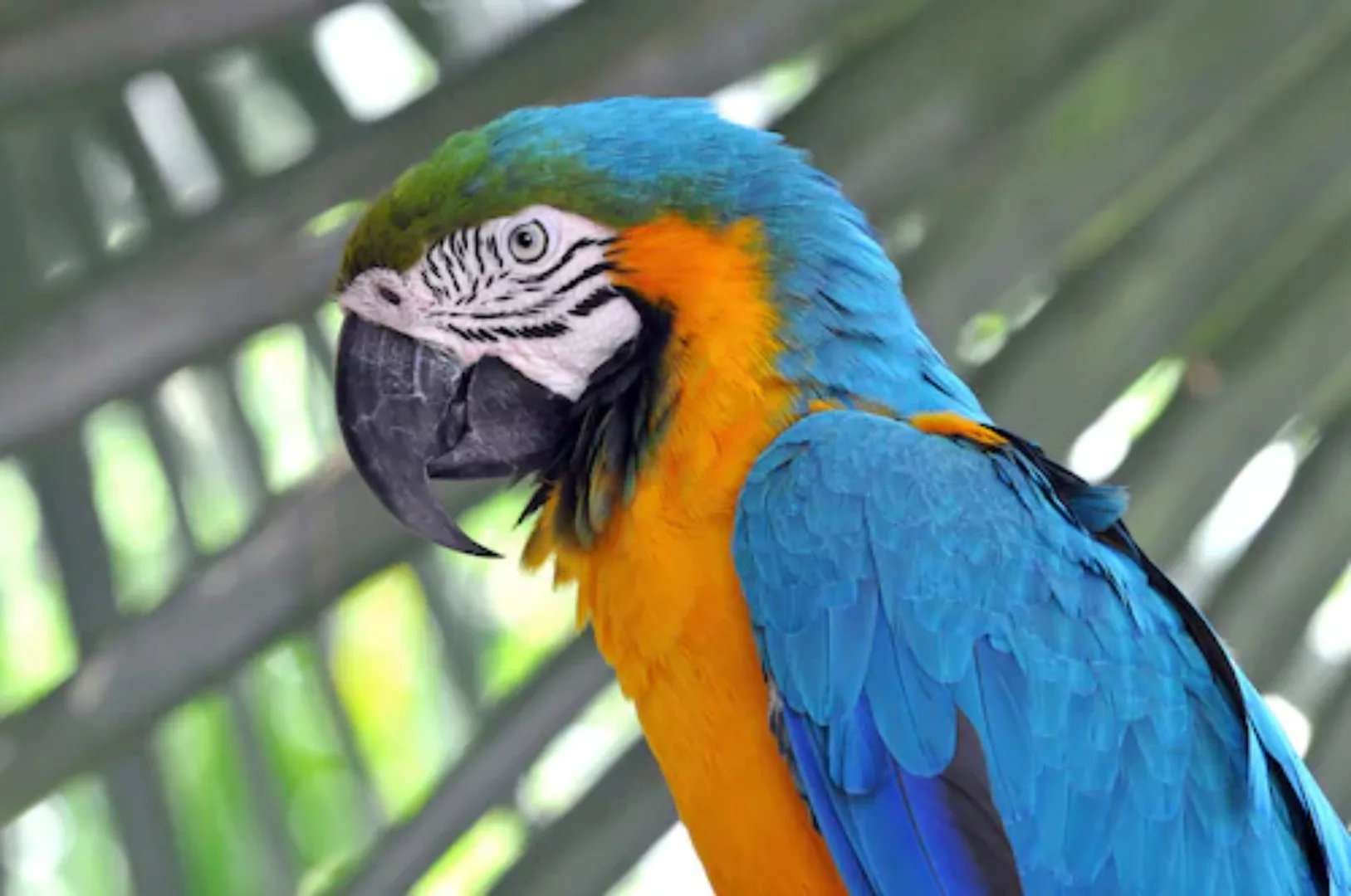 Papermoon Fototapete »Papagei« günstig online kaufen