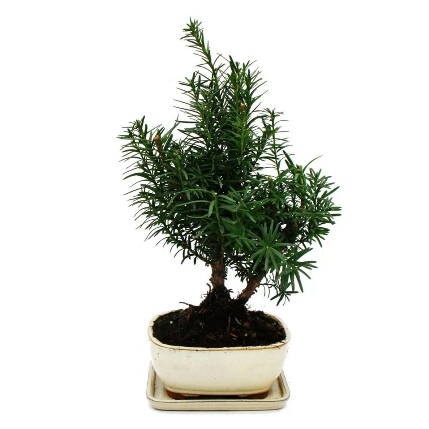 Exotenherz Bonsai Taxus Media Becher-Eibe ca. 9 Jahre Alt günstig online kaufen