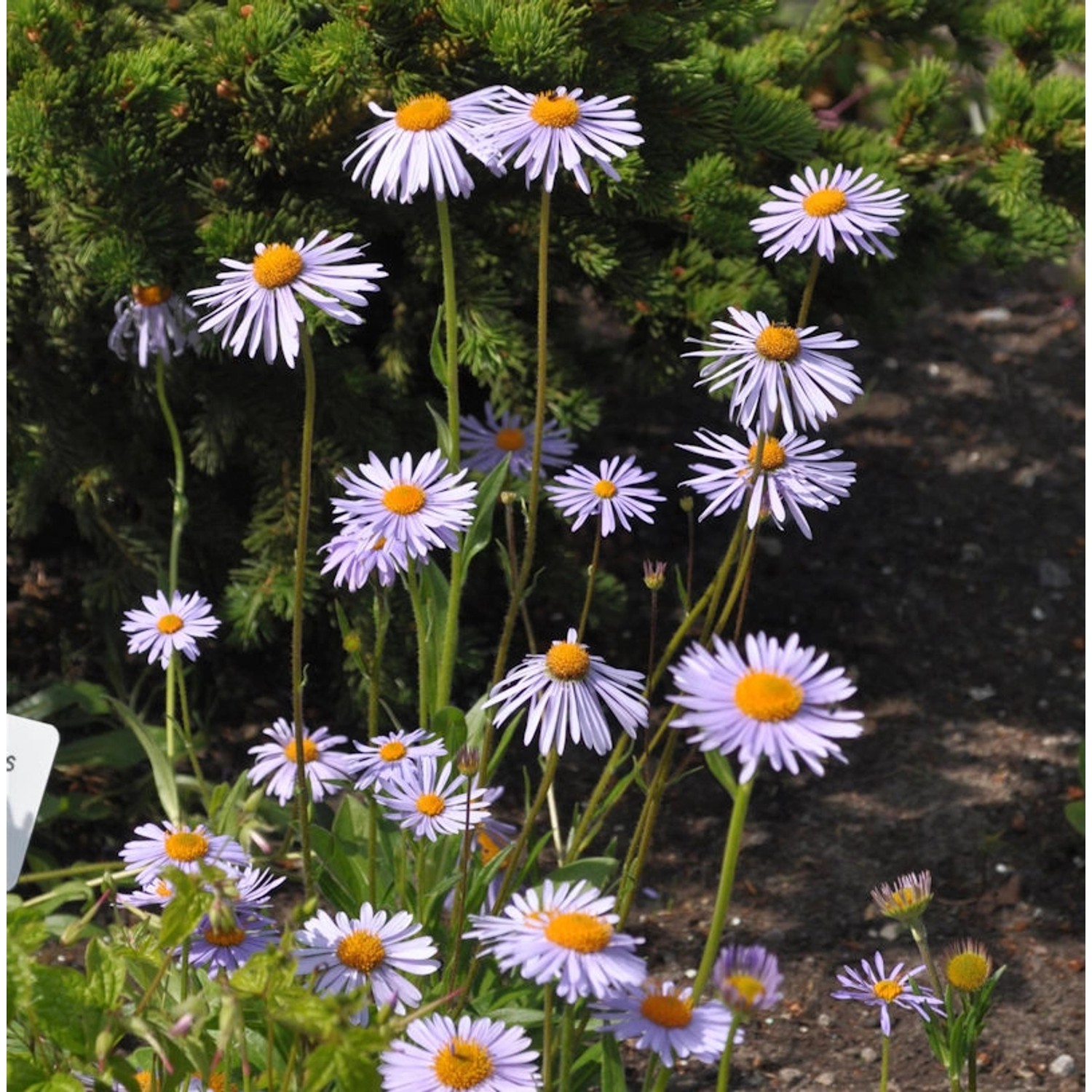 Frühsommeraster - Aster tongolensis günstig online kaufen