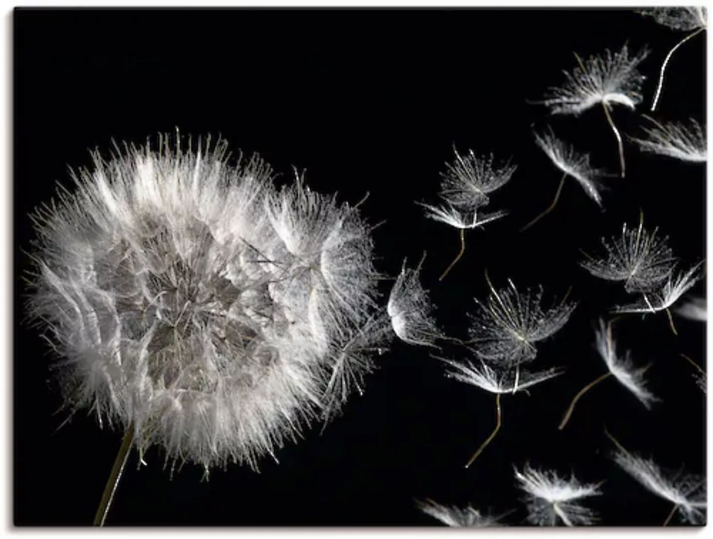 Artland Wandbild "Pusteblume", Blumenbilder, (1 St.), als Alubild, Outdoorb günstig online kaufen