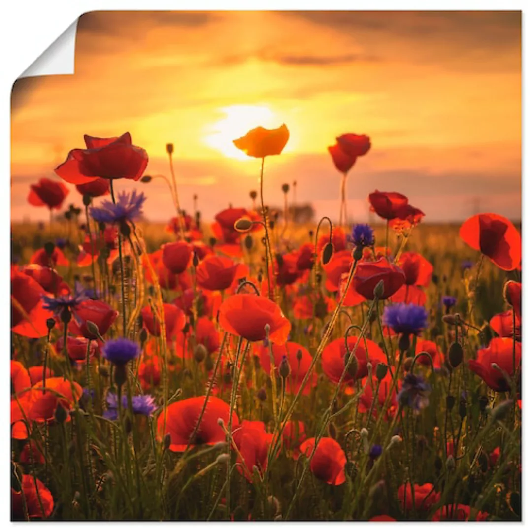 Artland Wandbild »Mohnblumen im Abendlicht«, Blumen, (1 St.) günstig online kaufen