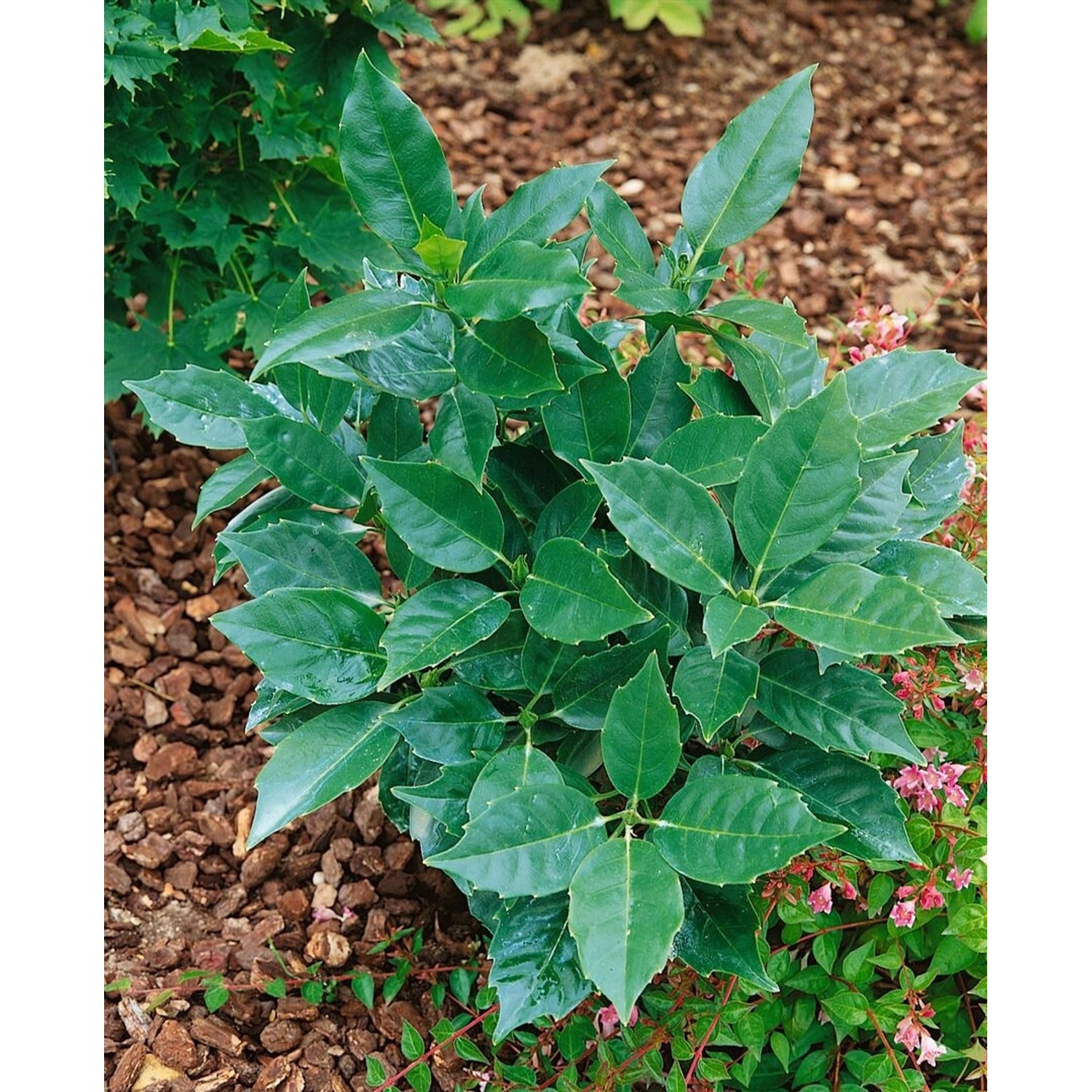 Aucuba Japonica Rozannie Japanische Aukube Immergrün 60–80 cm günstig online kaufen