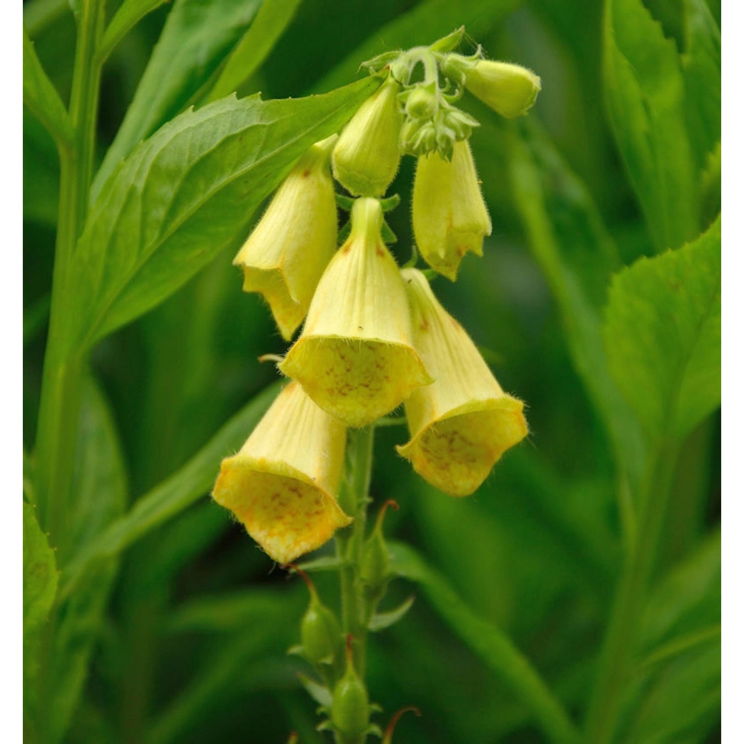 Großblütiger Fingerhut - Digitalis grandiflora günstig online kaufen