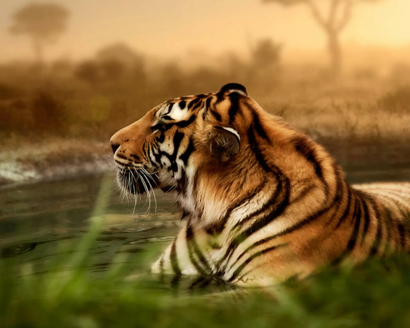 Fototapete "Tiger" 4,00x2,67 m / Strukturvlies Klassik günstig online kaufen