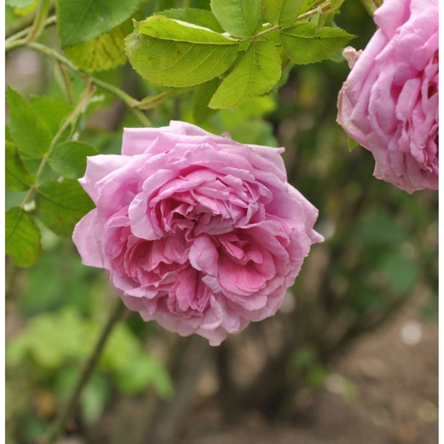 Historische Rose Mme Boll 30-60cm günstig online kaufen