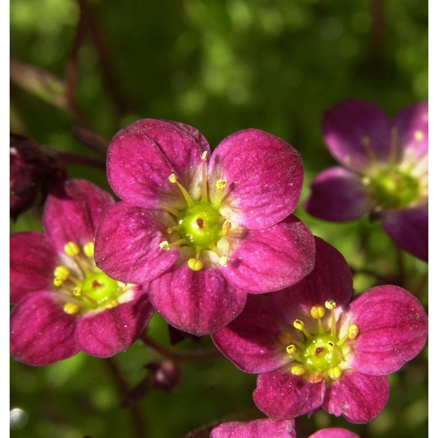 Moossteinbrech Blütenteppich - Saxifraga arendsii günstig online kaufen