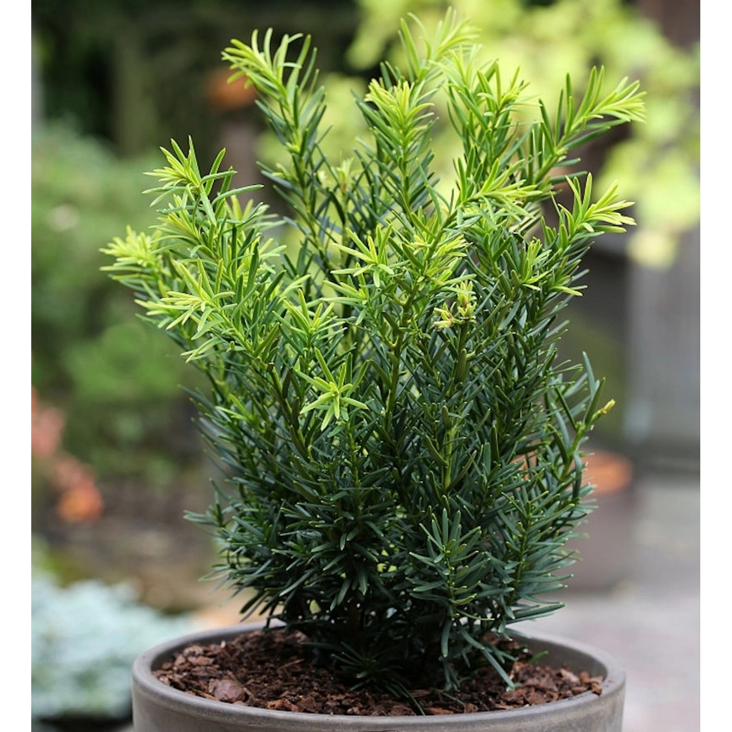 Japanische Zwergeibe Lescow 25-30cm - Taxus cuspidata günstig online kaufen