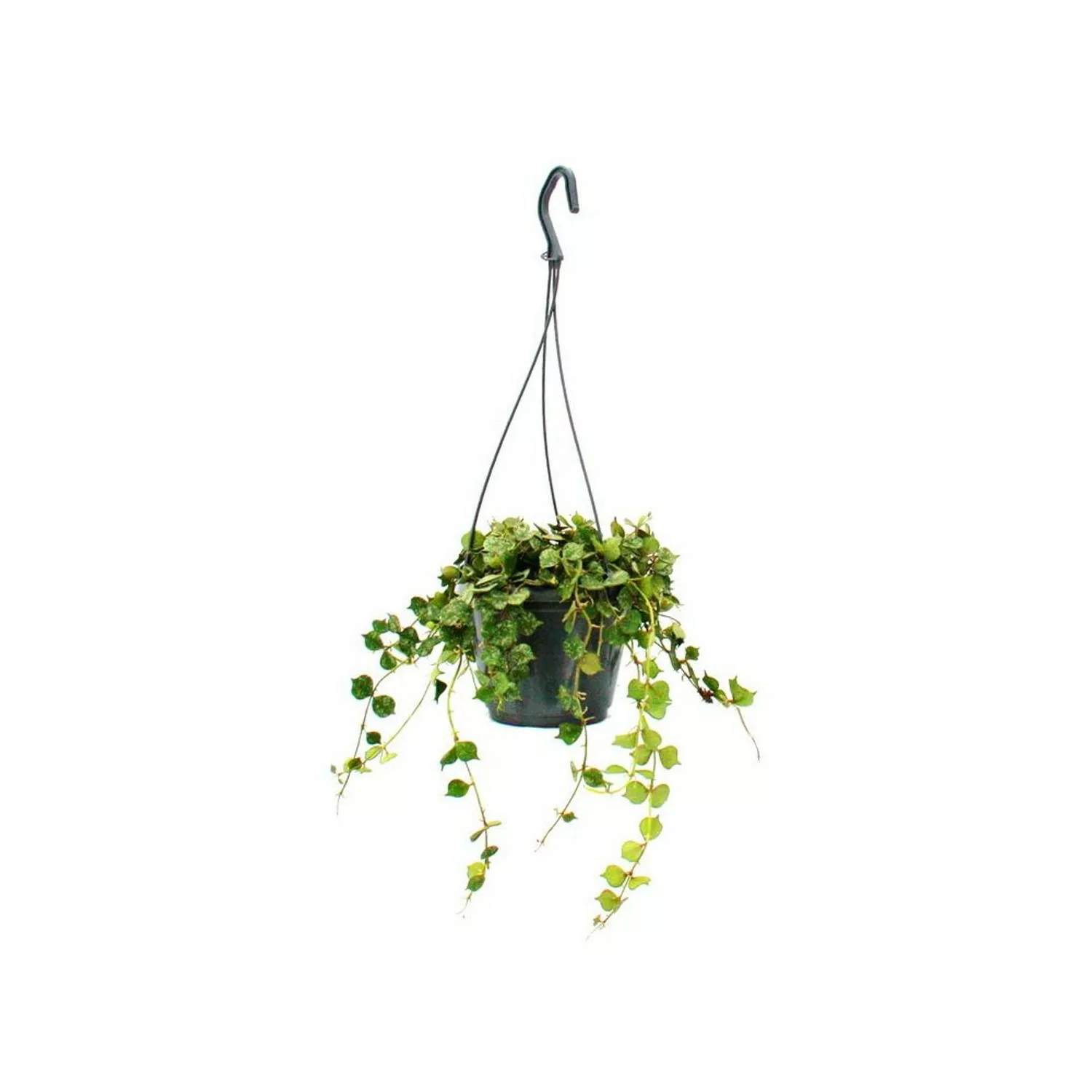 Exotenherz Zimmerpflanze zum Hängen Hoya Curtisii Wachsblume 14cm Ampel günstig online kaufen