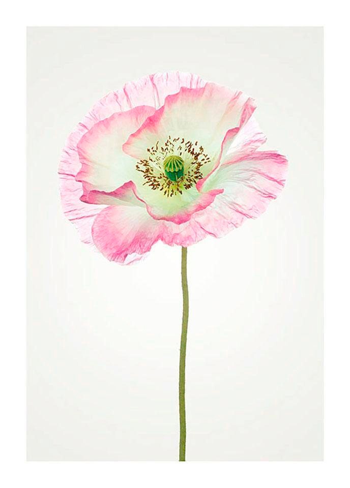 Komar Poster "Poppy", Blumen, (1 St.), Kinderzimmer, Schlafzimmer, Wohnzimm günstig online kaufen
