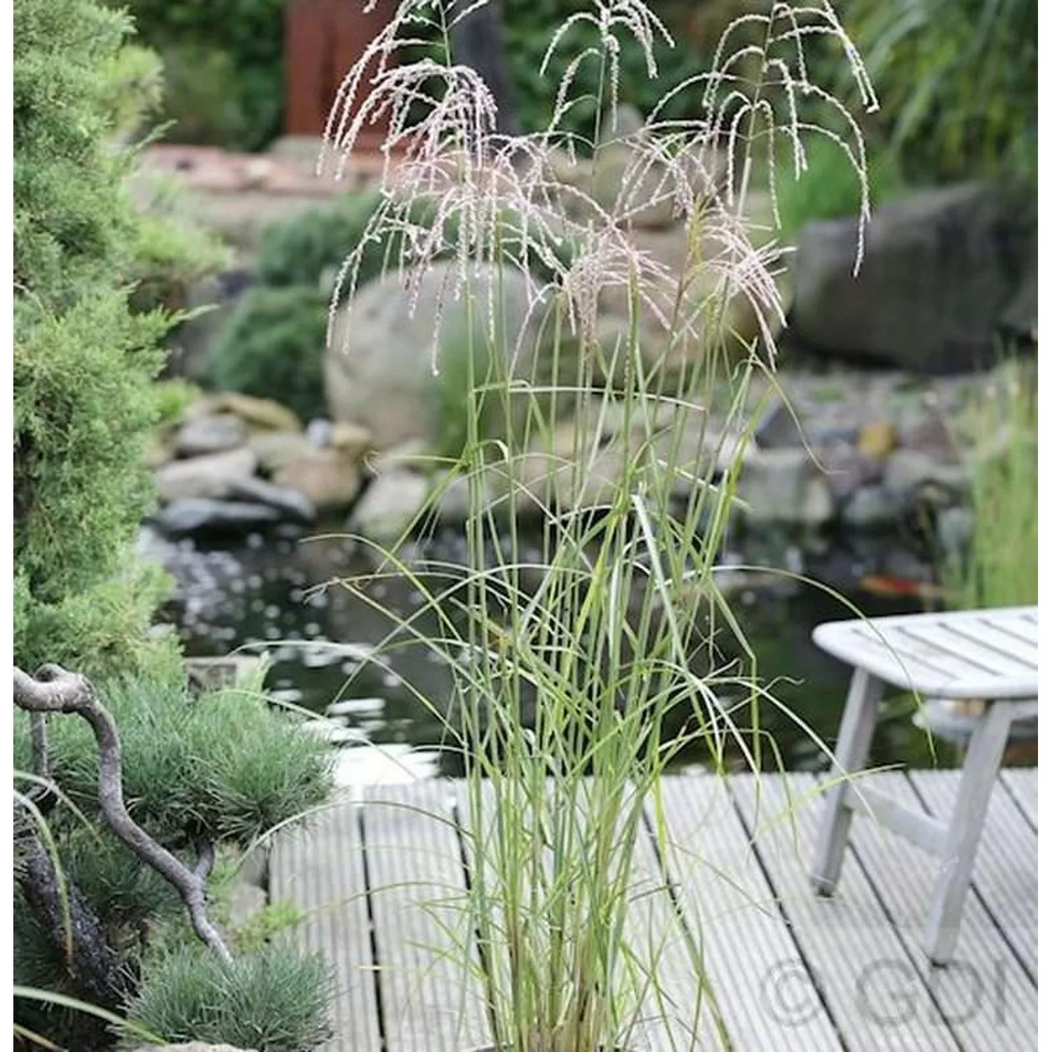 Chinaschilf Champagner - Miscanthus sinensis günstig online kaufen