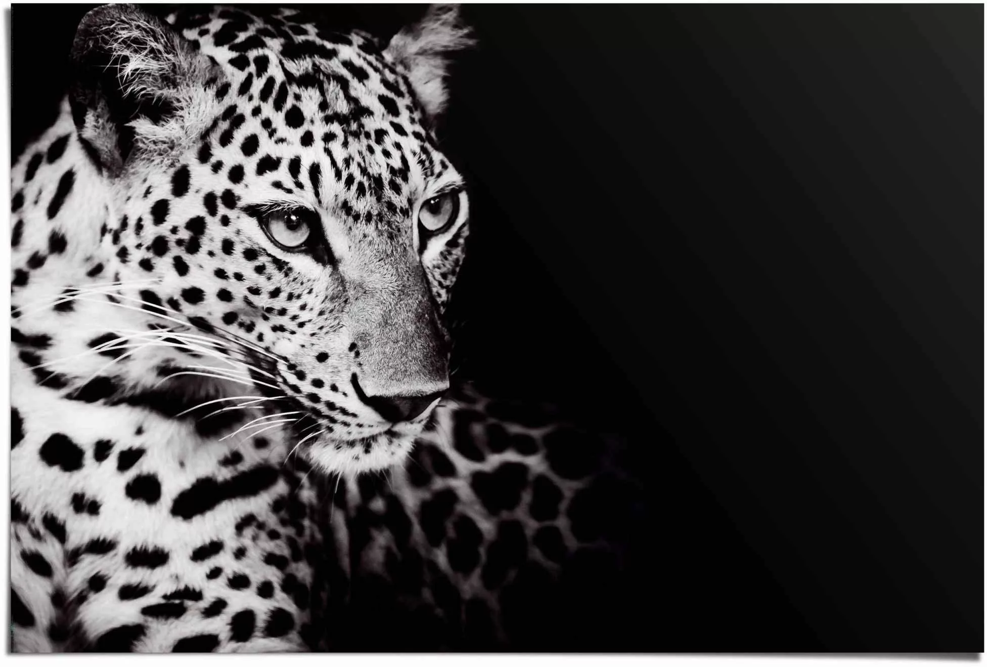 Reinders Poster "Könige der Natur Leopard", (1 St.) günstig online kaufen