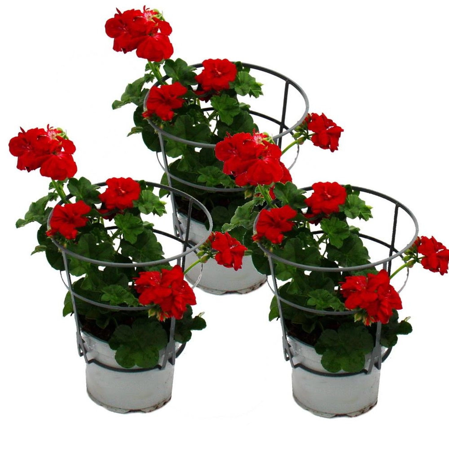 Exotenherz Geranien Hängend Pelargonium Peltatum 12cm Topf Set mit 3 Pflanz günstig online kaufen