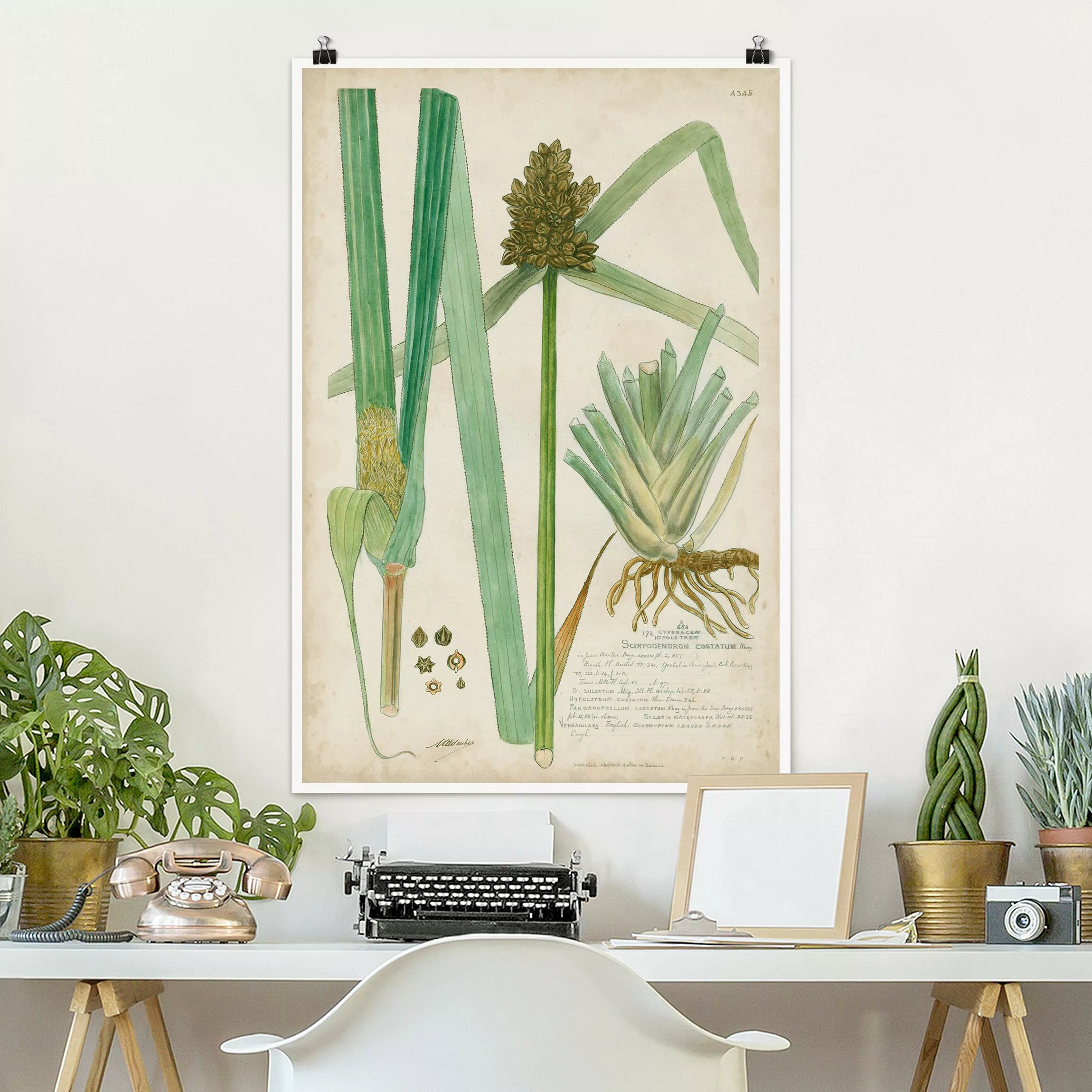 Poster Vintage Botanik Zeichnung Gräser III günstig online kaufen