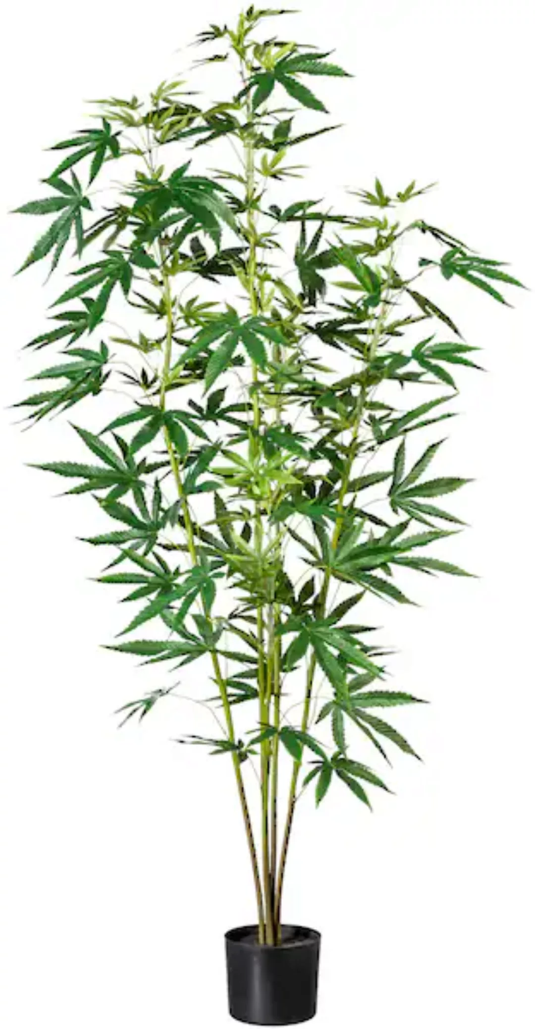 Creativ green Künstliche Zimmerpflanze »Zierhanfpflanze« günstig online kaufen